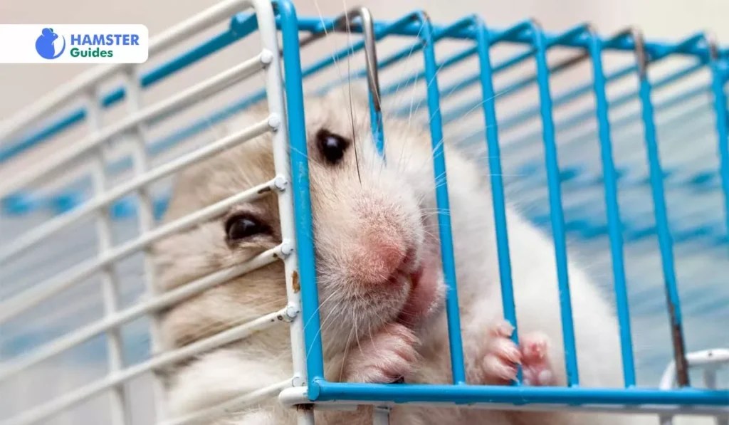 Can Hamsters Eat Pickles? Risks and Safer Alternatives