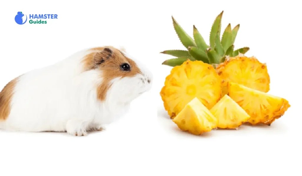 Can Hamsters Have Pineapple? Exploring Safe & Healthy Treats