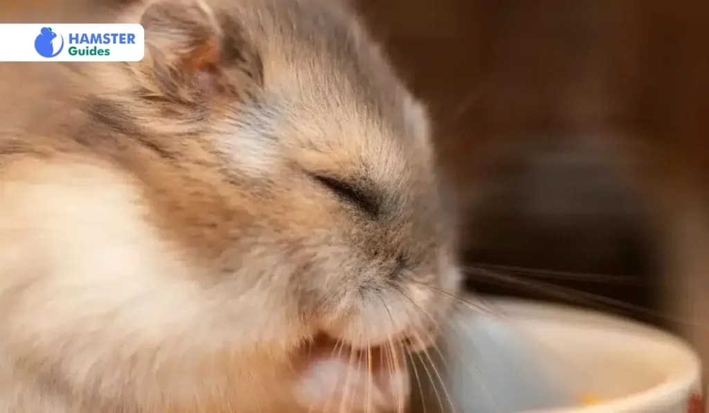 Are Hamsters Nocturnal? Understanding Their Sleep Behavior