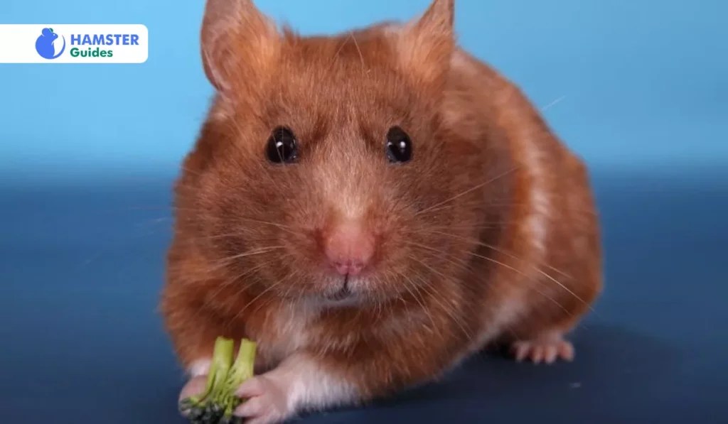 Can Hamsters Eat Tangerines? (Diet Tips & Risks Explained)