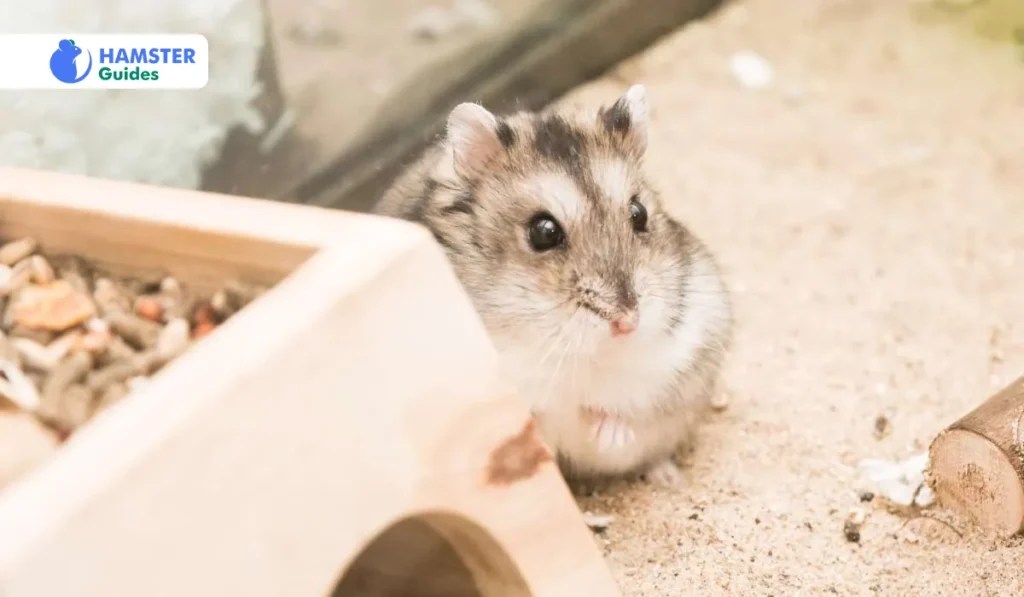 Can Hamsters Have Sunflower Seeds? A Nutritional Guide