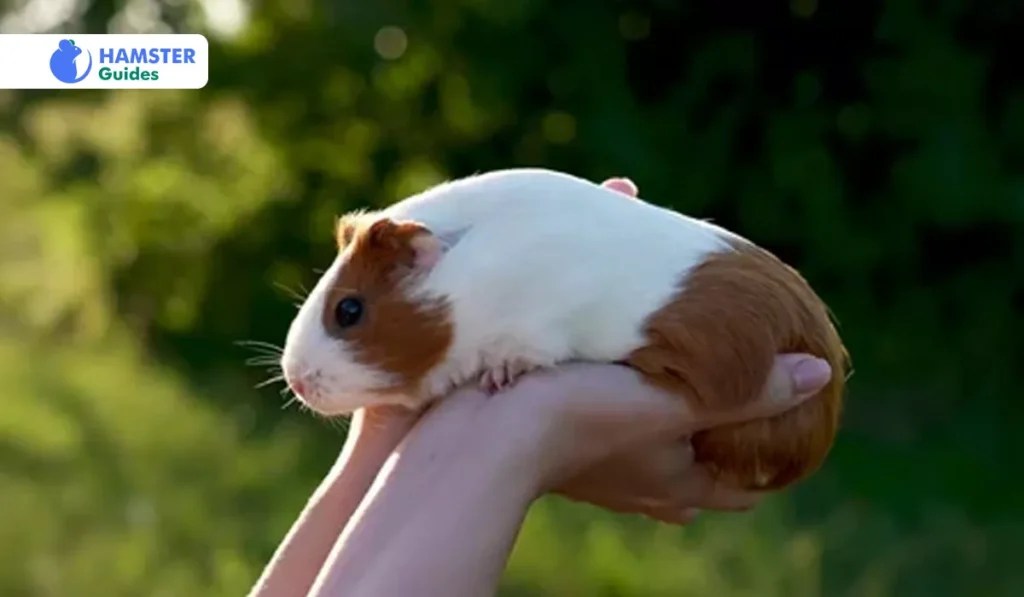 Can Hamsters Eat Nectarines? (Safe Treats and Dietary Tips)