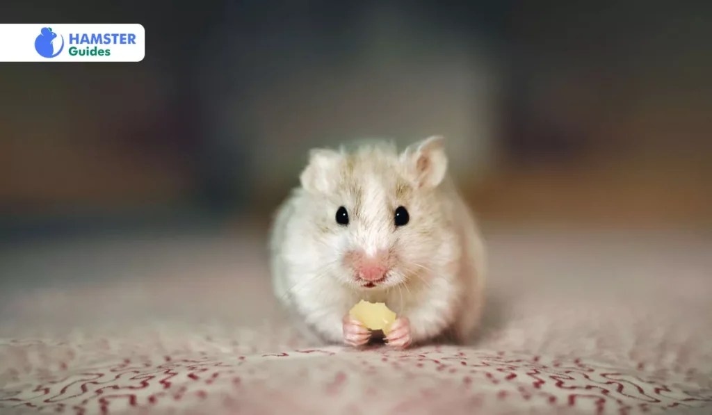 Can Hamsters Eat Butter? (Safe Foods and Dietary Tips)