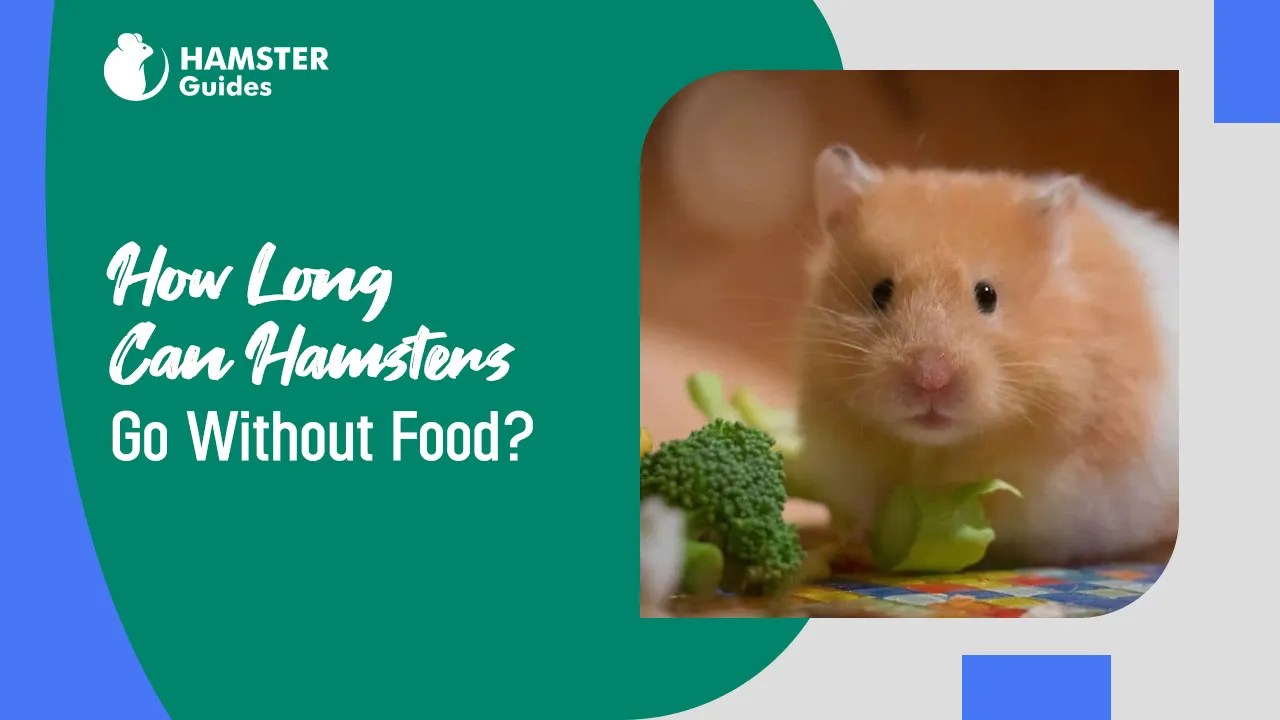 How Long Can Hamsters Go Without Food? A Survival Guide