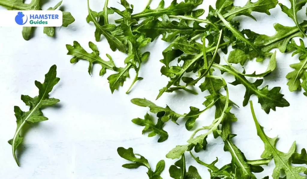 Can Hamsters Eat Arugula? (Nutritional Values & Risks)