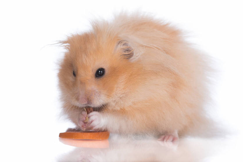 Teddy Bear Hamster Guide for New Owners Hamsteropedia