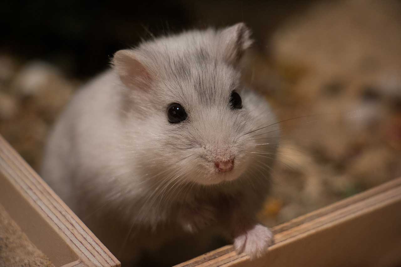 How Should You Play with Your Hamster?