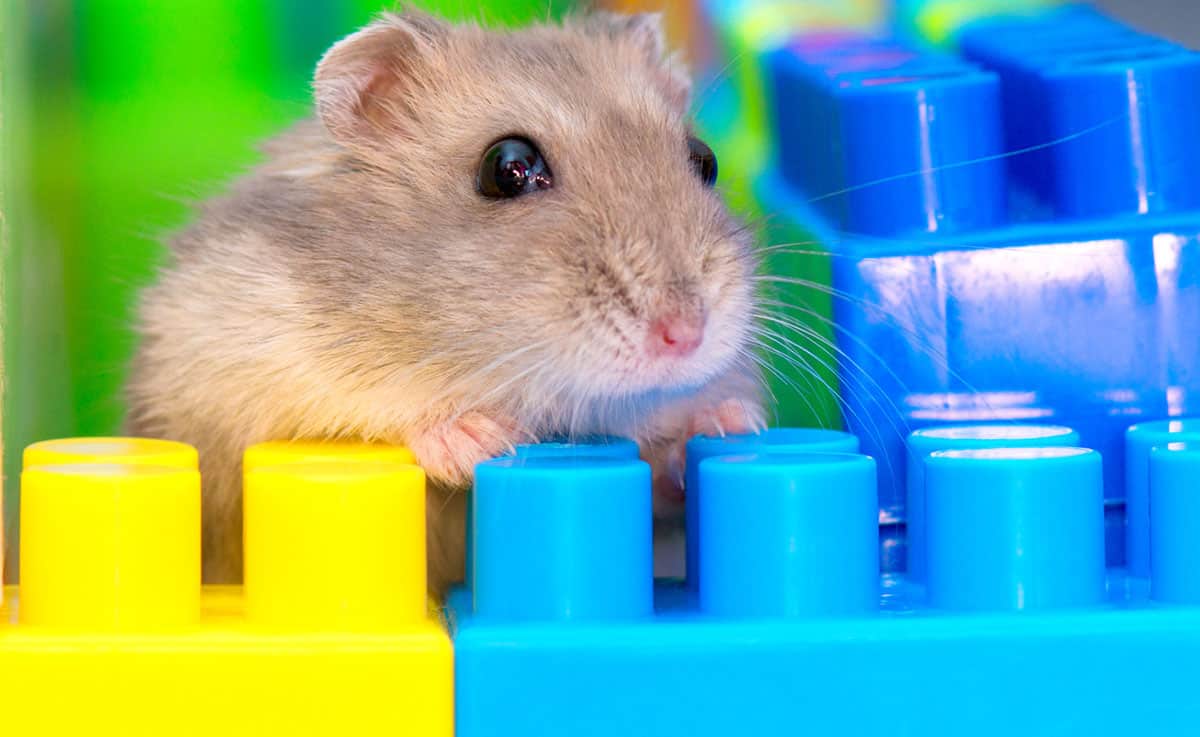 Best Chew Toys For Syrian Hamsters Wow Blog