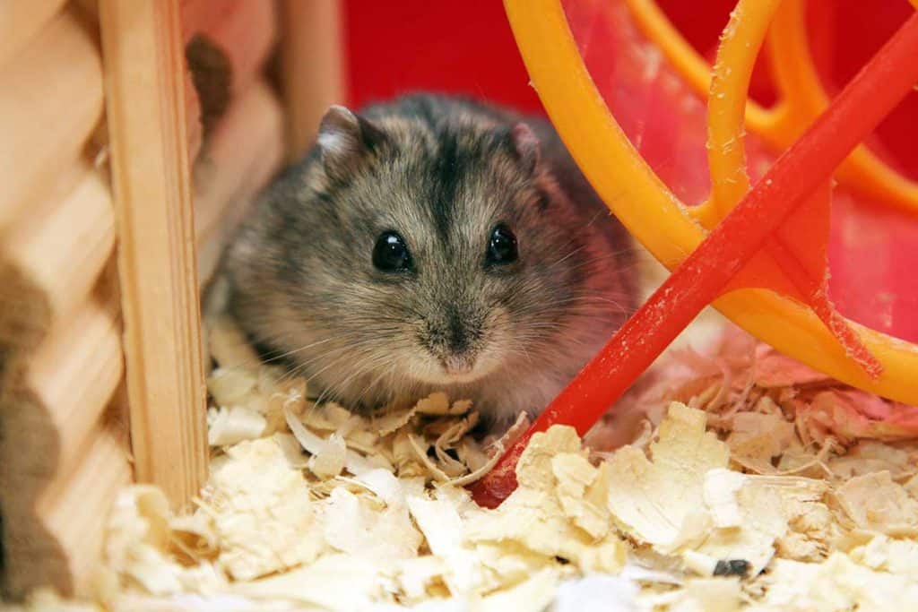 How Much Does a Hamster Cost? (Including Care Costs) Hamsters 101