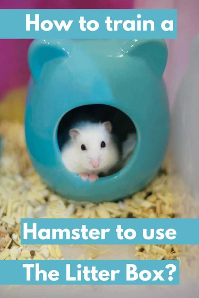 How to Train a Hamster to Use the Litter Box