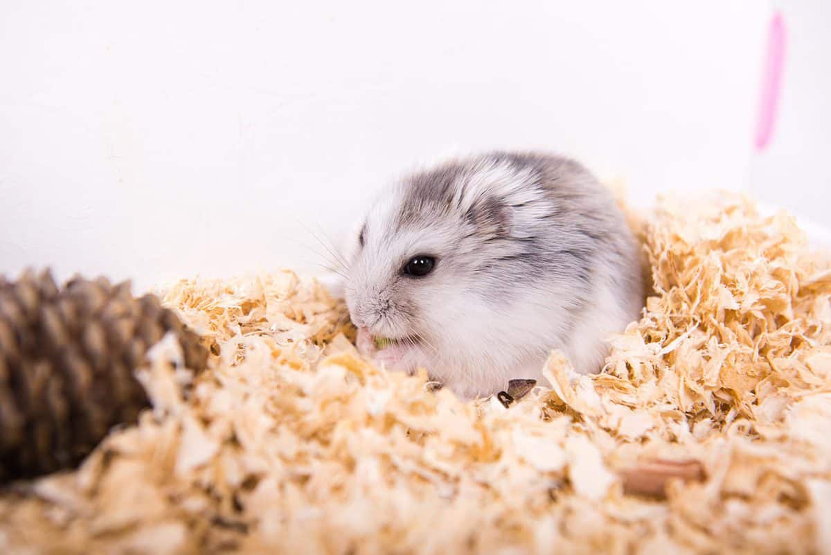 Do Hamsters Smell? (And how to stop yours from stinking!)