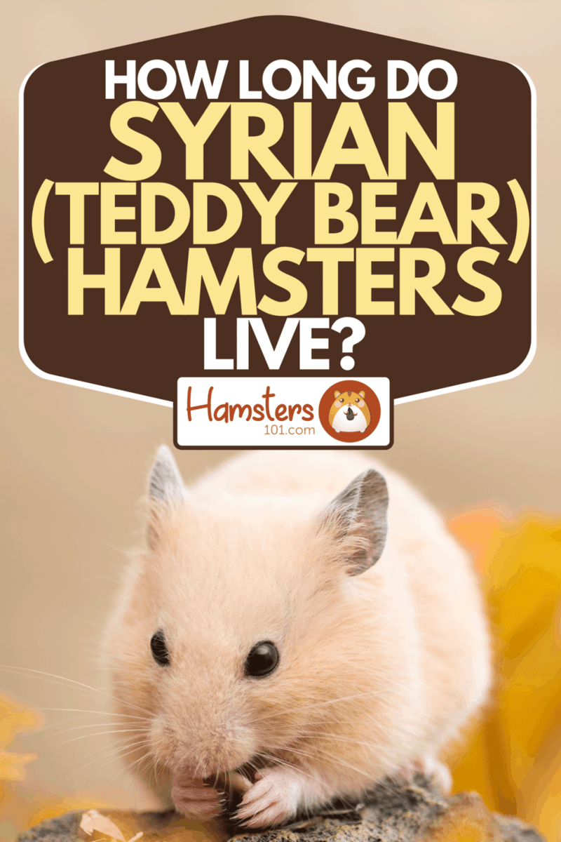 How Long Do Syrian (Teddy Bear) Hamsters Live? Hamsters 101