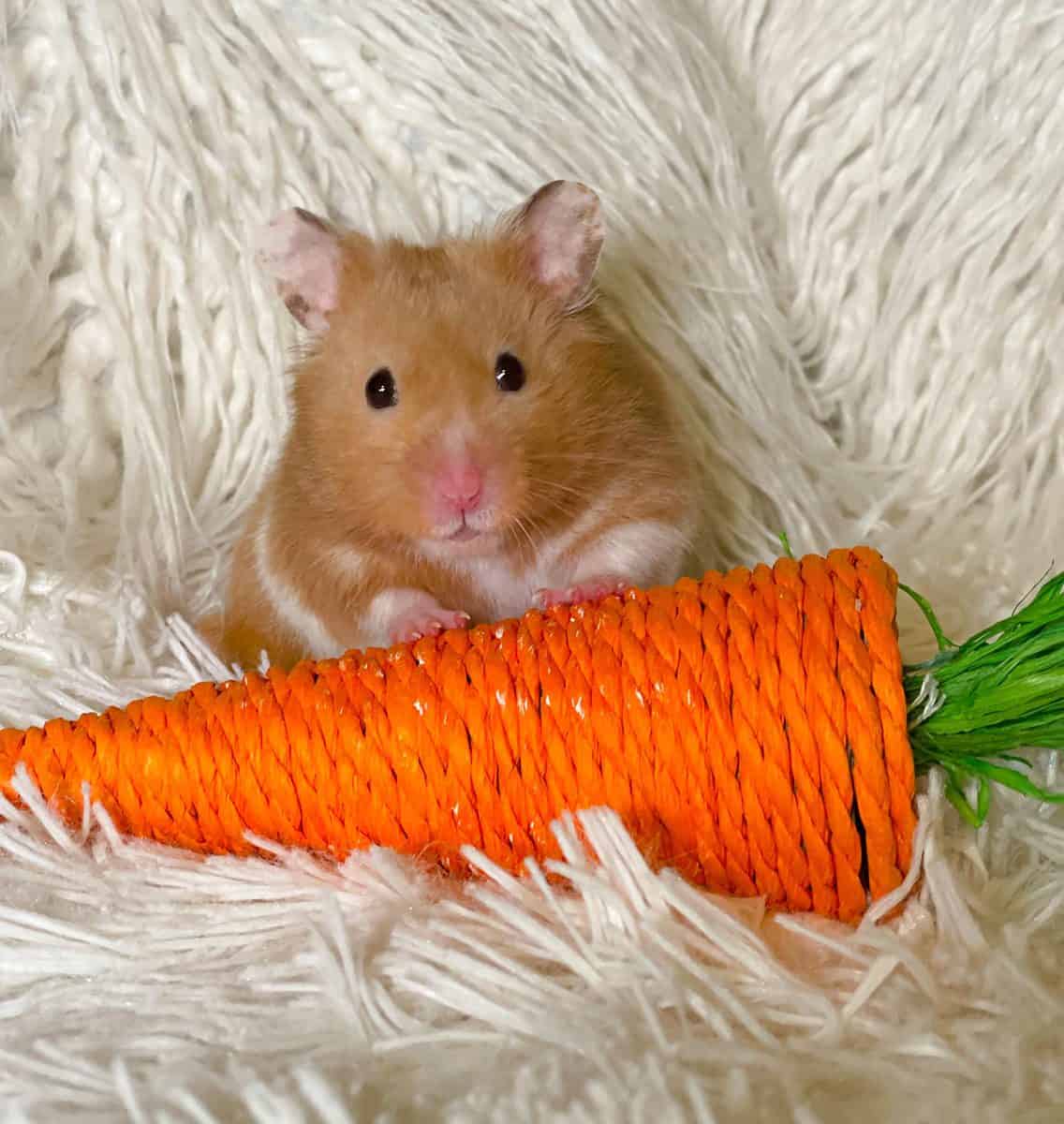 How to Stop My Hamster From Chewing the Bars of the Cage?