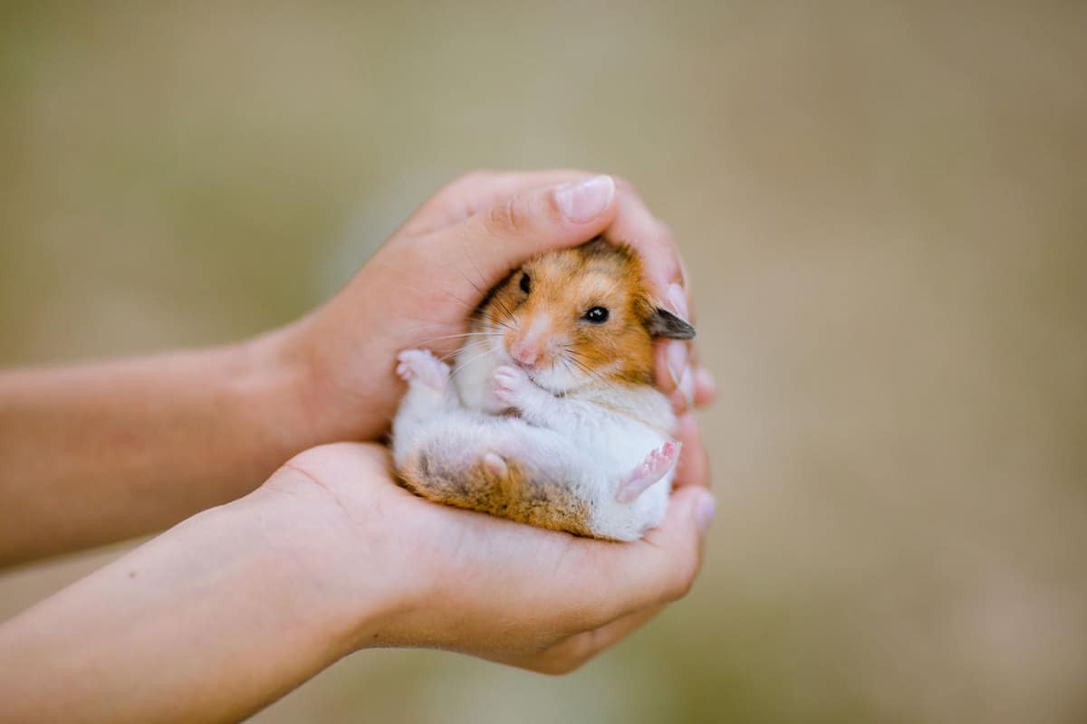 My Hamster Always Wants Attention Is This Okay?