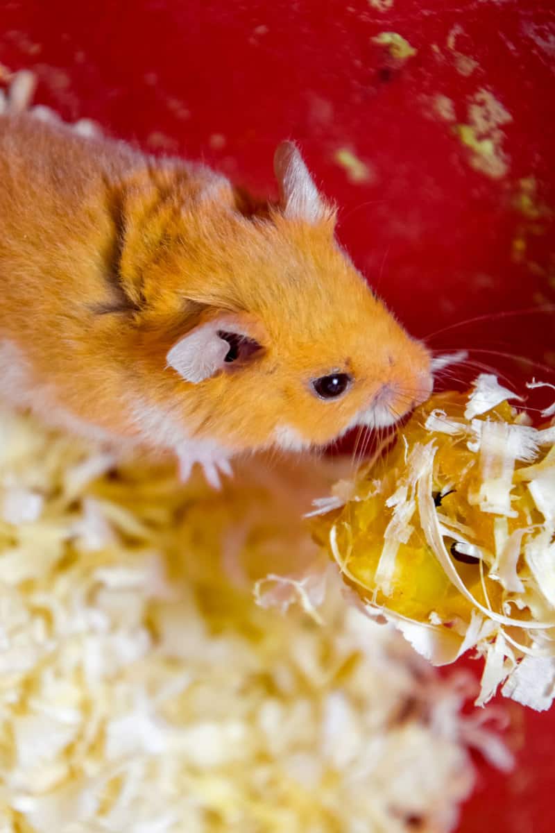 Should You Freeze Hamster Bedding Before Use?