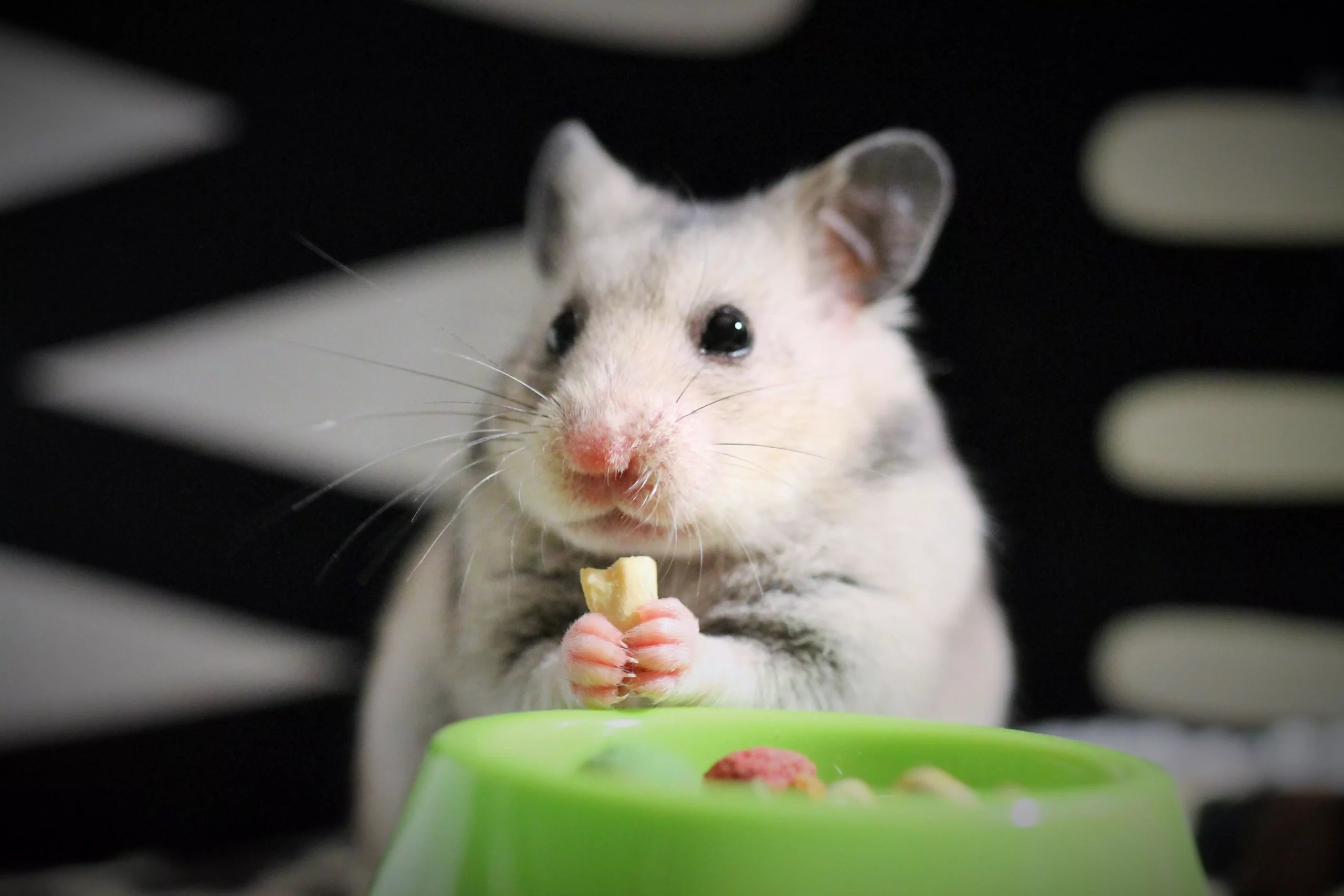 Are Hamsters Color Blind? (What Colors Can They See?)
