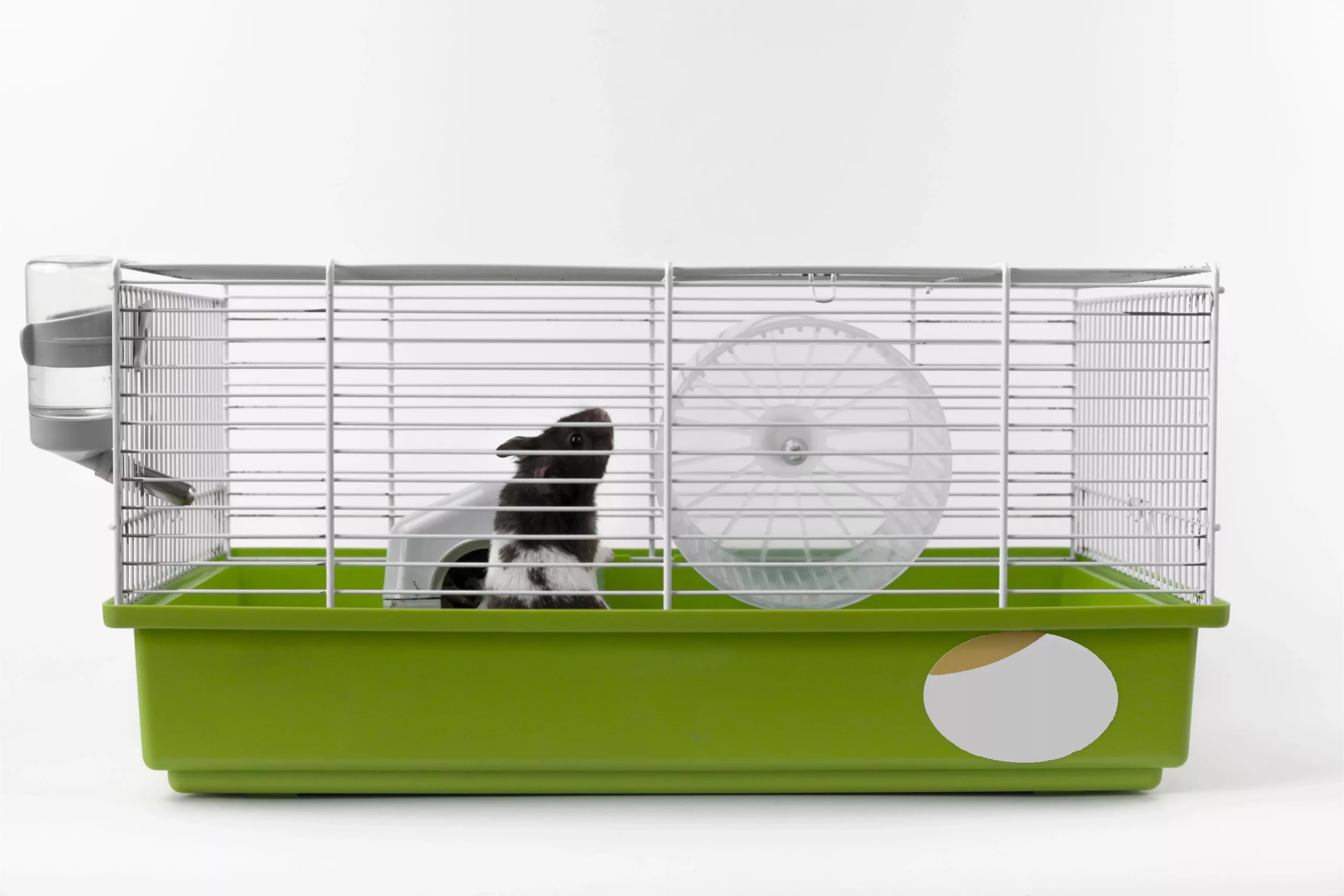 Can Hamsters Chew Through Bin Cages? (How To Prevent It)