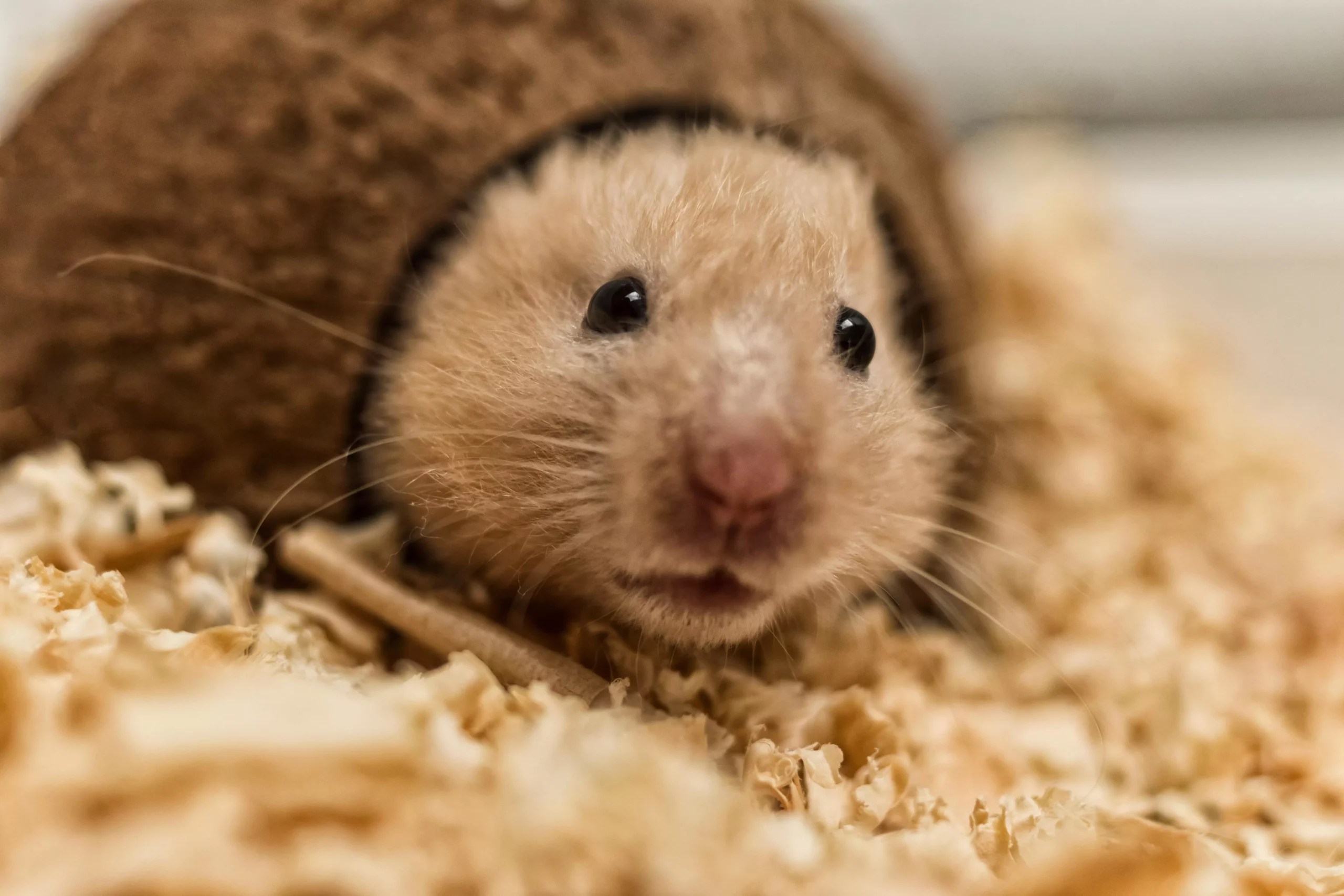 Can Hamsters Die From Loud Noises? (What You Should Know)