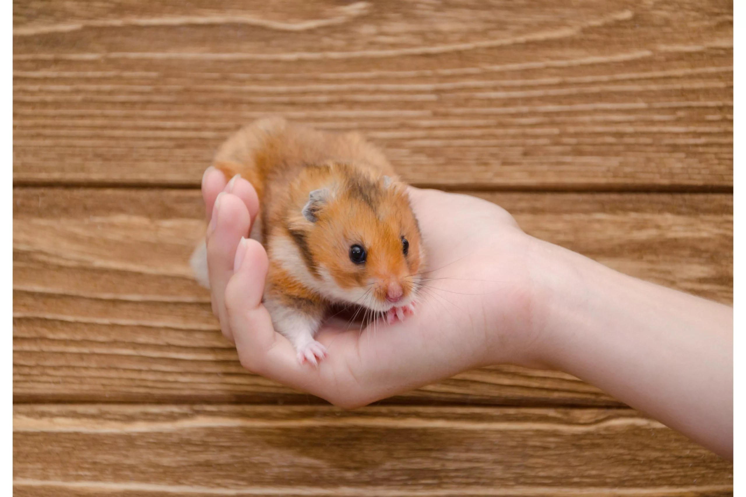 Can Hamsters Eat Themselves To Death? [Scientifical Evidence]