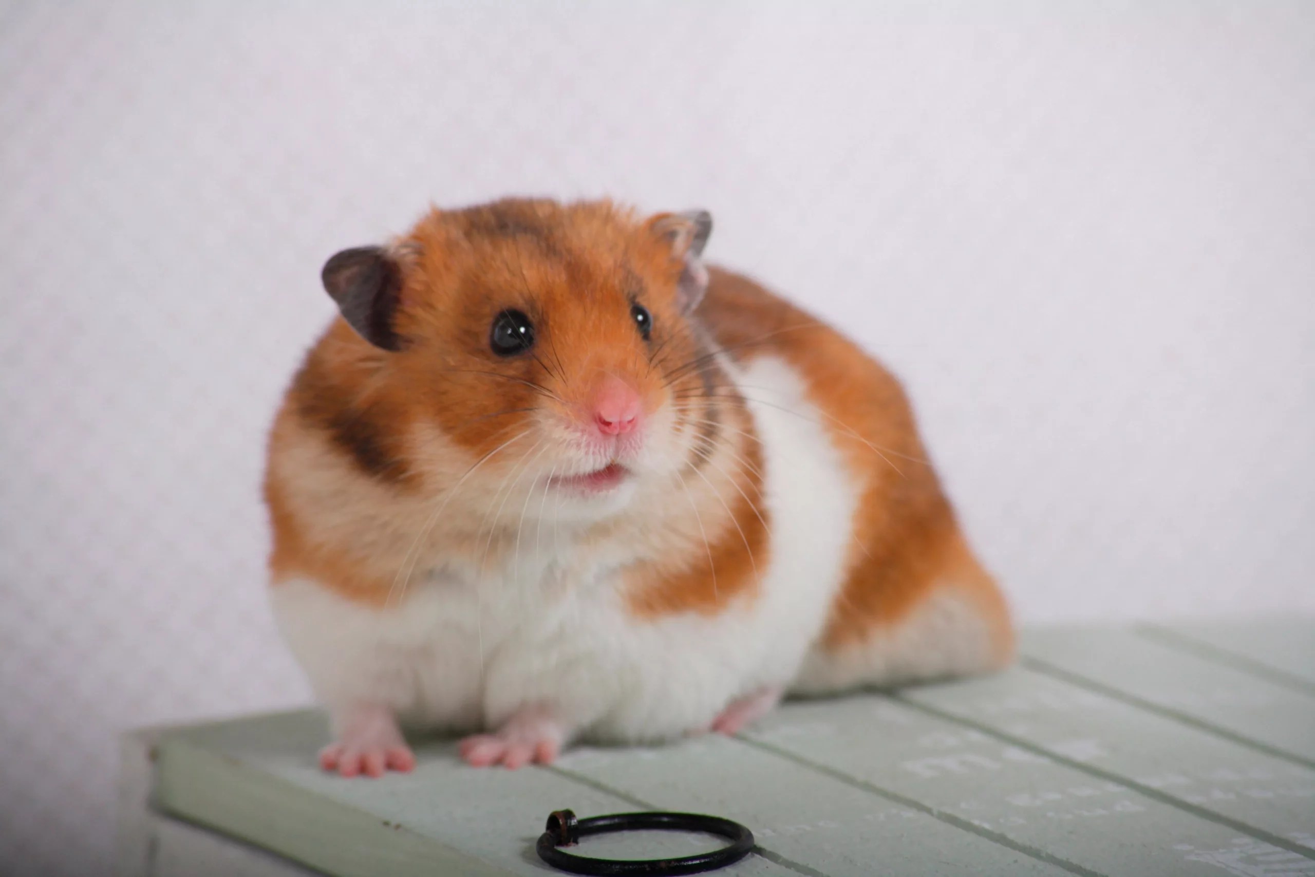 Can Hamsters Scream? (18 Reasons Your Hamster is Alarmed)