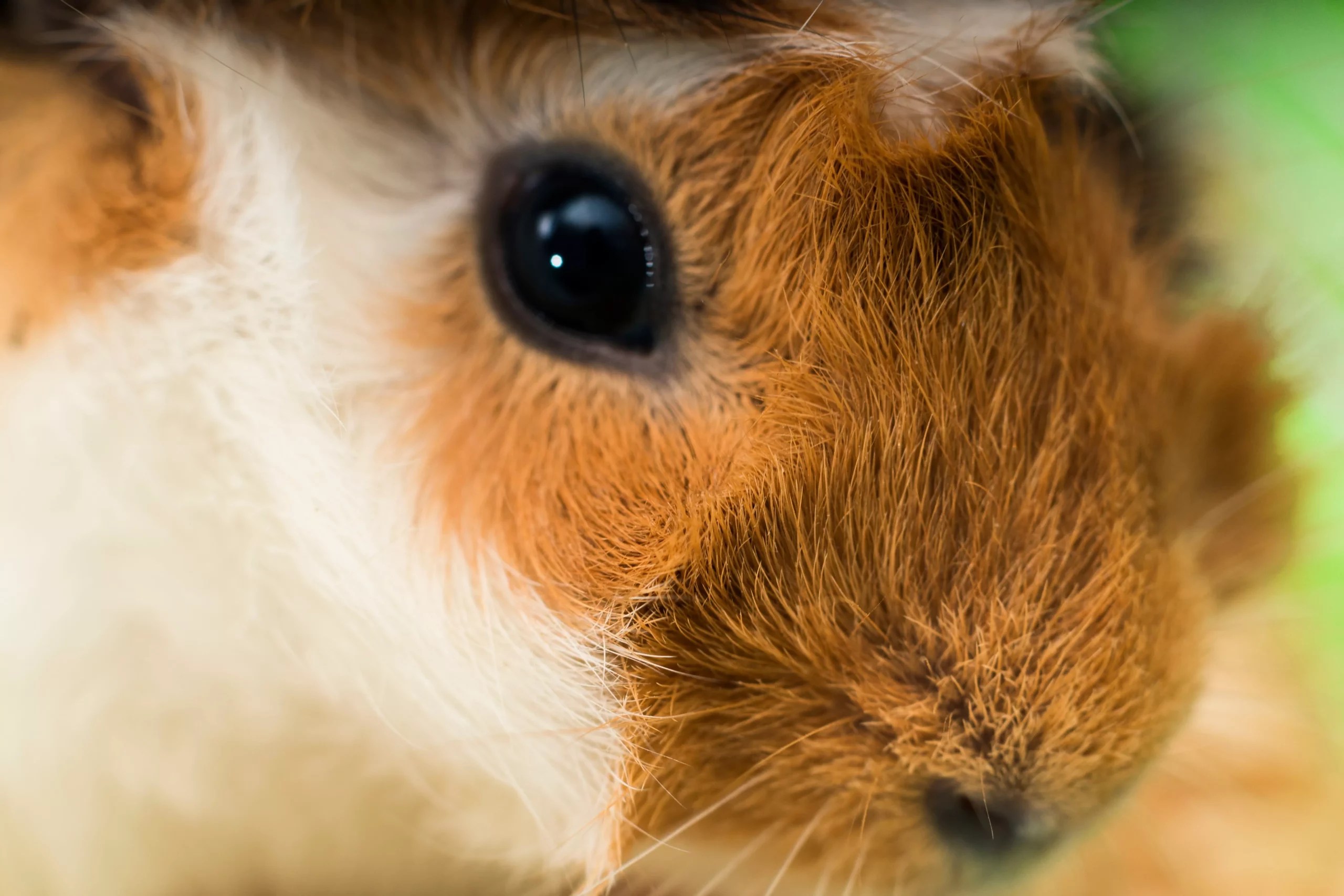 Do Hamsters Have Eyelids? (Top 10 Facts on Hamster Vision)