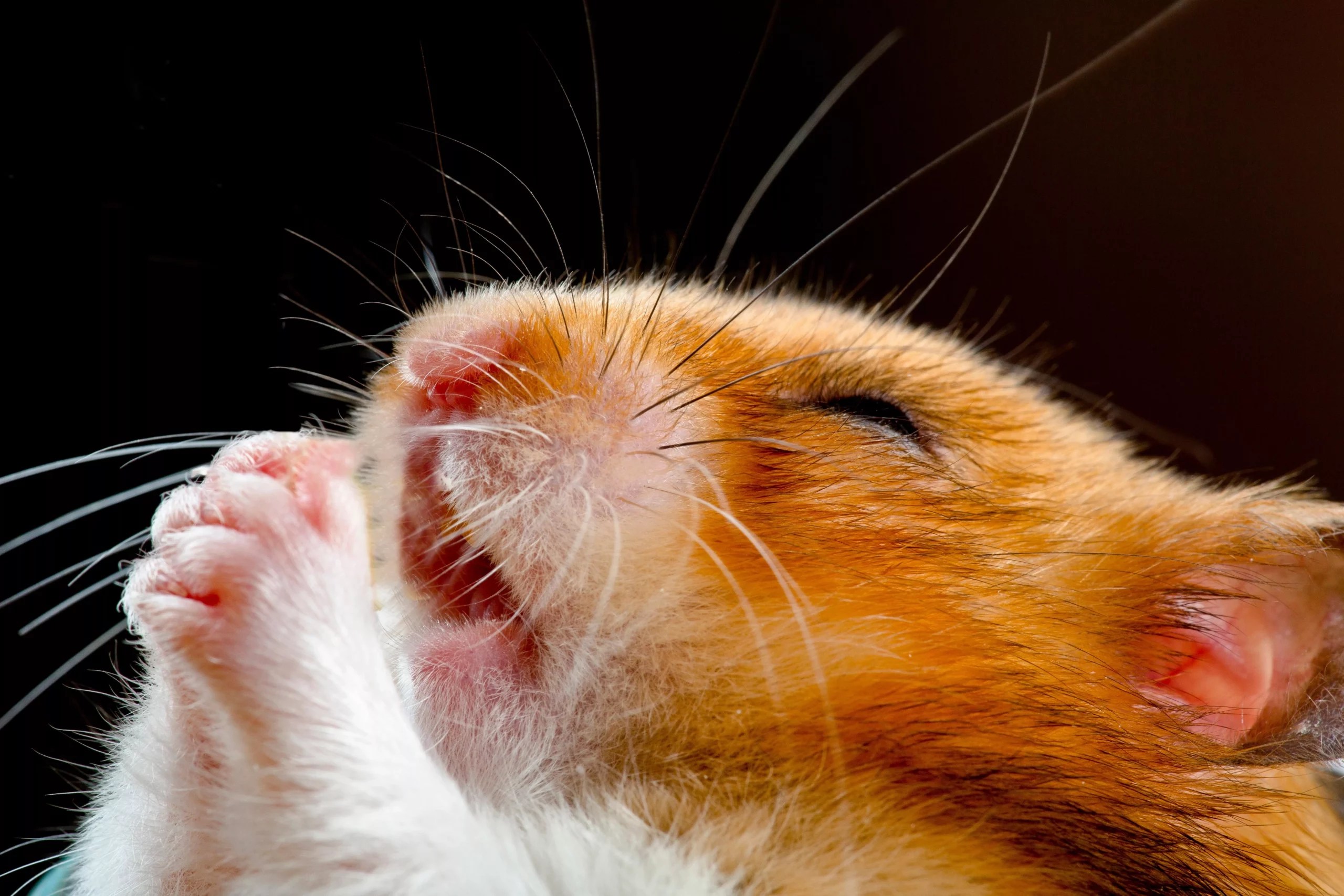 Do Hamsters Have Thumbs? (Hamster Biology Facts & More)