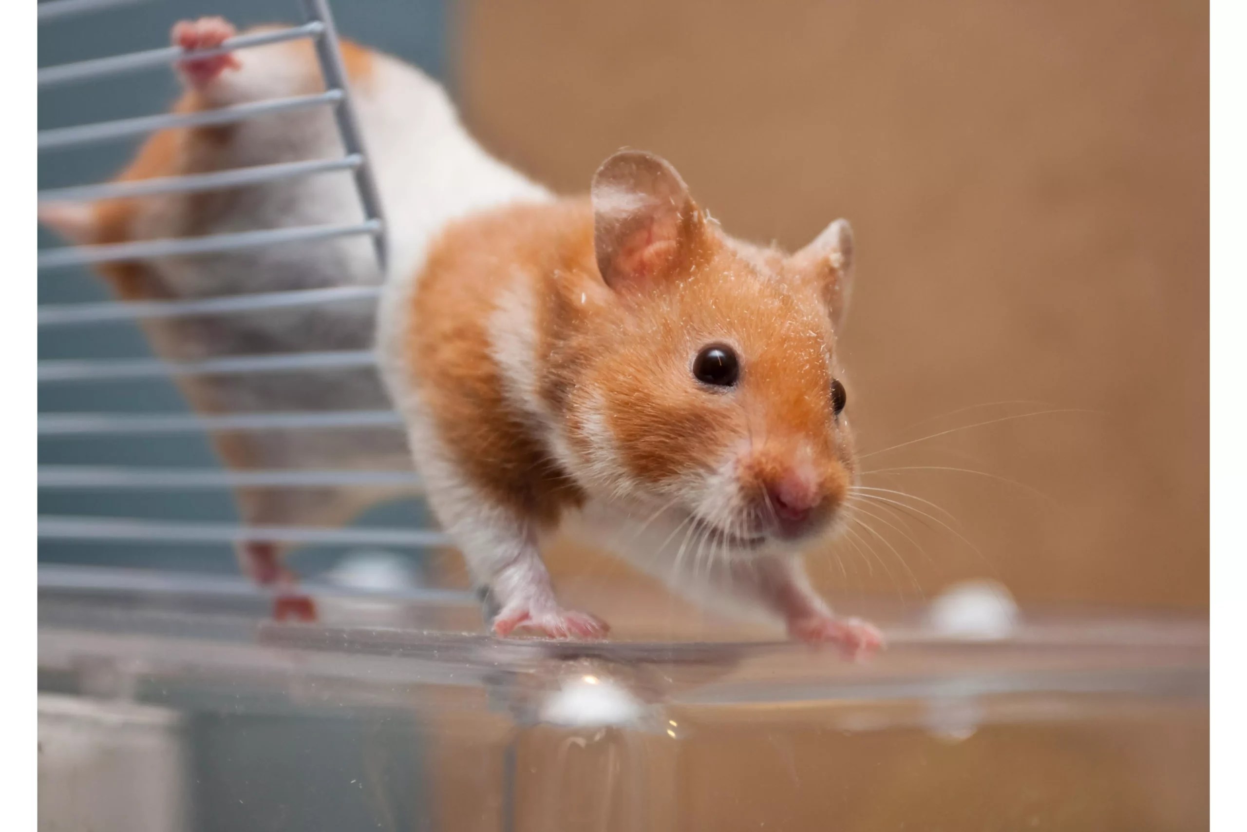 How Many Bones does a Hamster Have?(Biology Facts & FAQs)