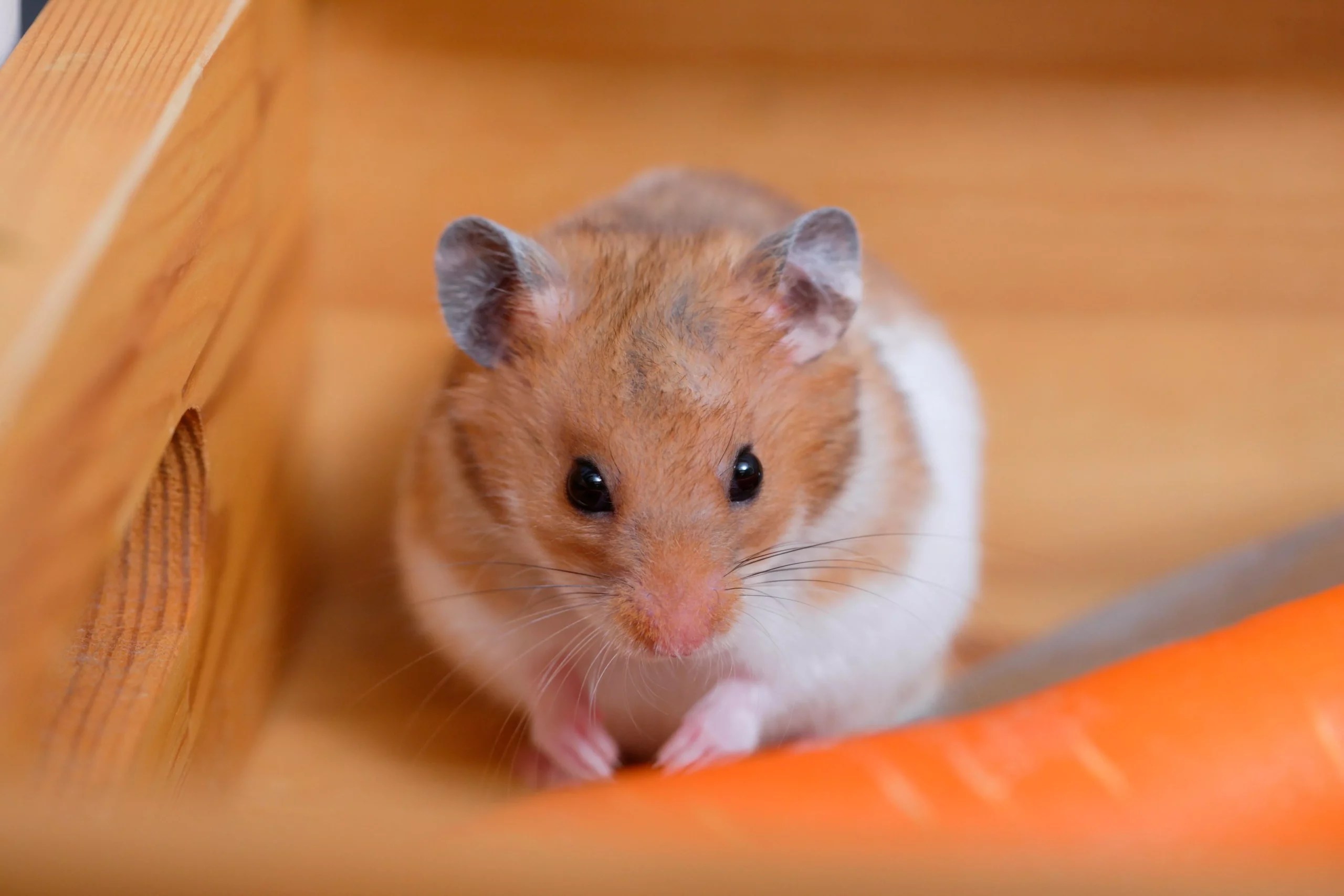 What Does Hamster Pee Look Like? (Signs of Illness & FAQs)