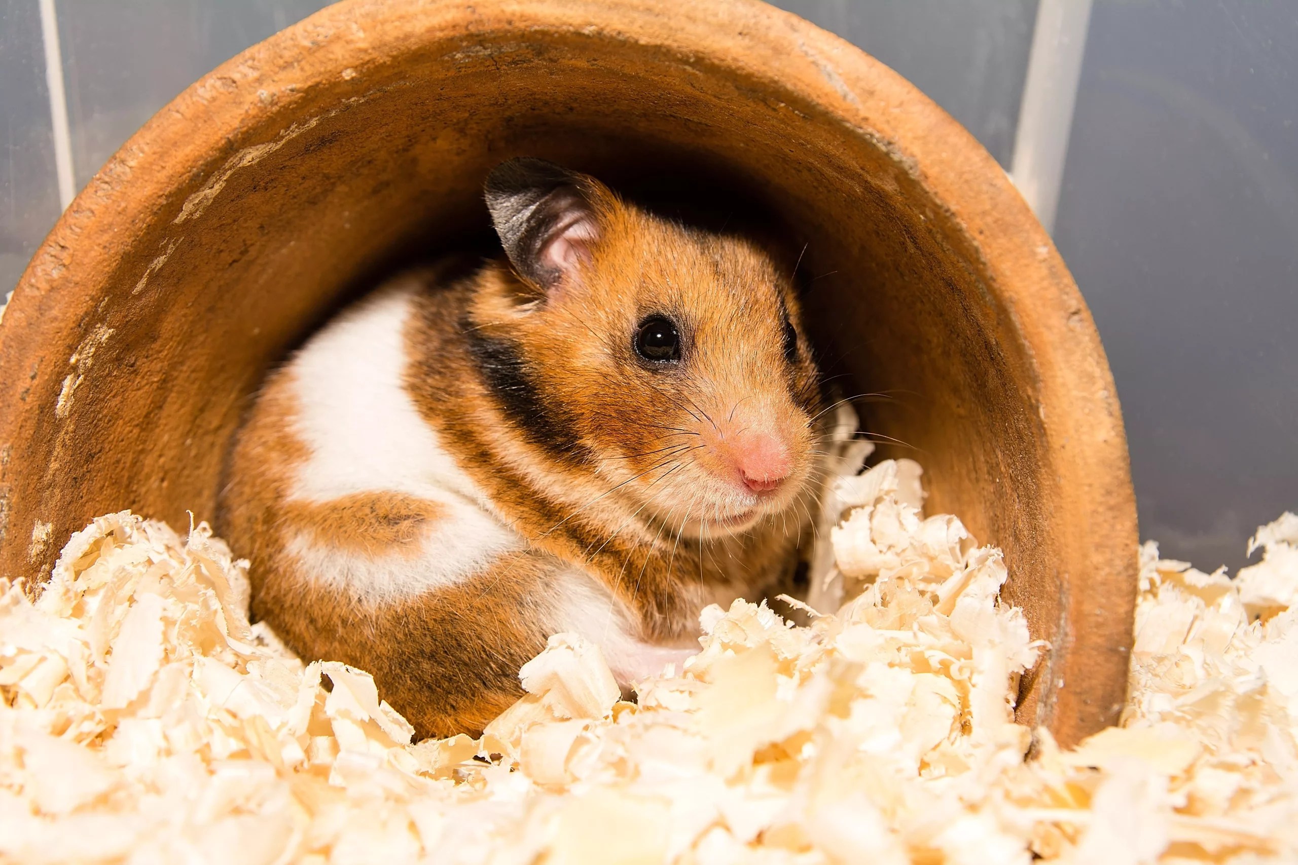 Why Did My Hamster Die So Soon? (Causes & Avg. Lifespan)
