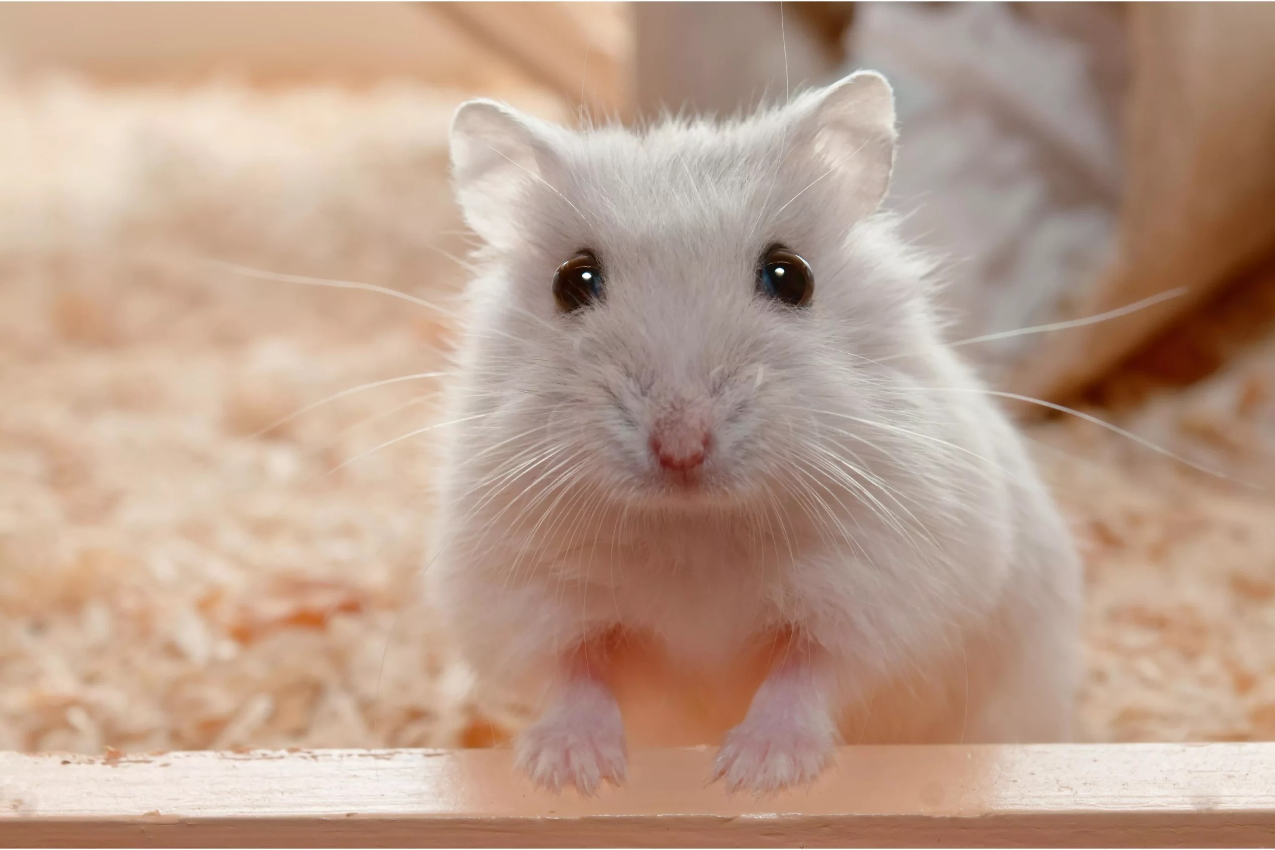 Why Does My Hamster Lick Me? (All About Pet Affection Signs)