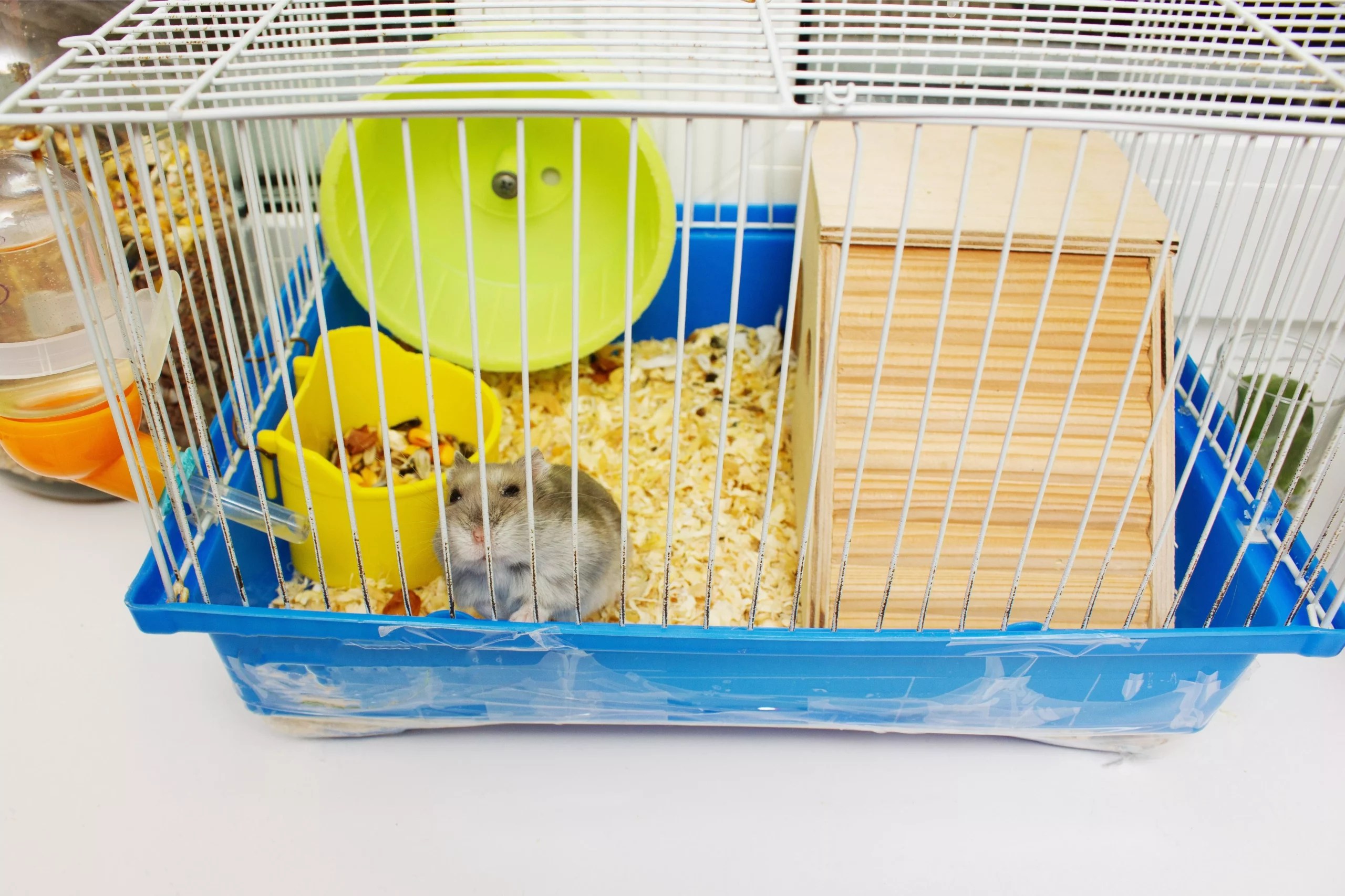 Why Does My Hamster Smell Like Pee? (10 Good Tips to Fix it)