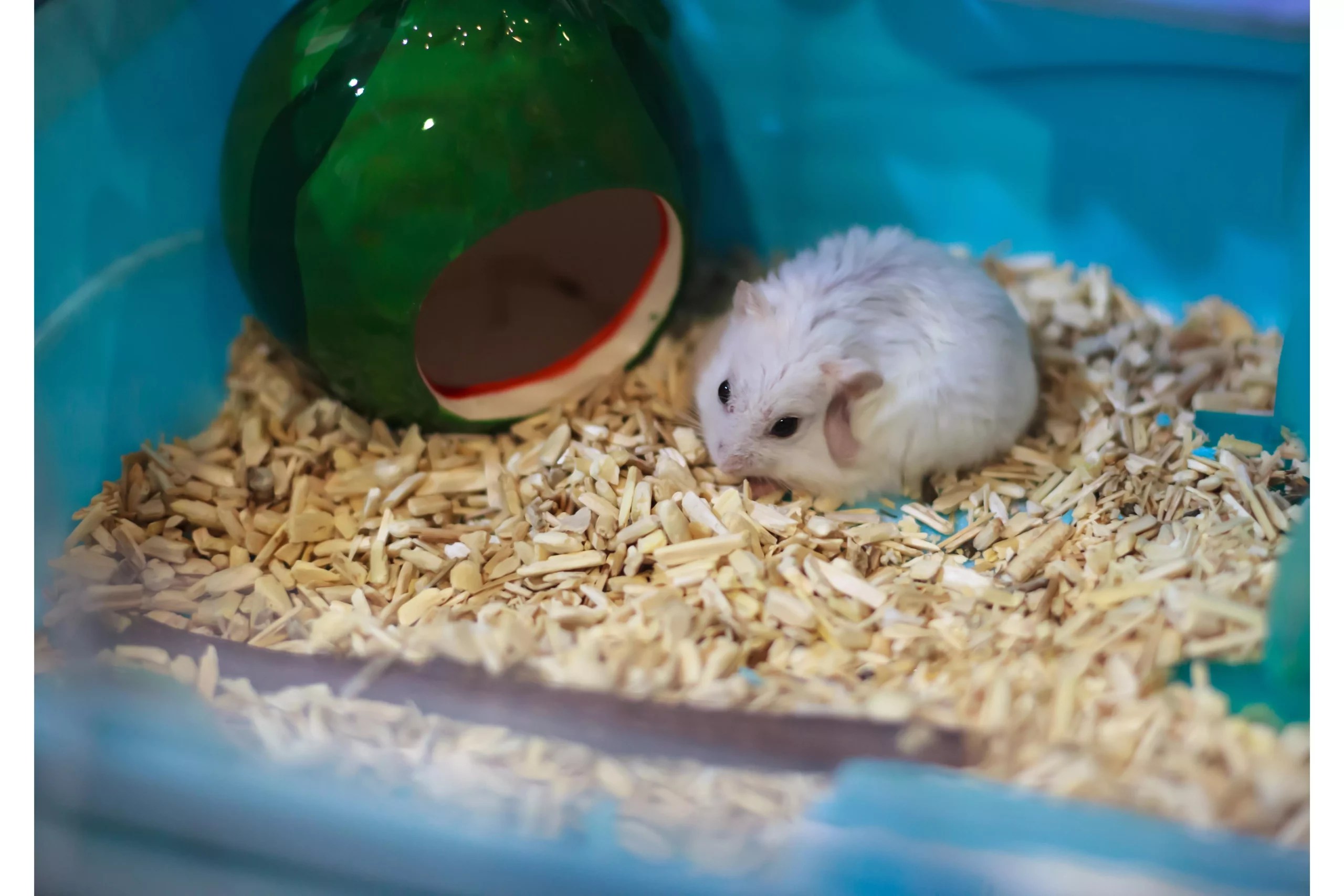 Why Is My Hamster Itching? (Causes, Treatment & Prevention)