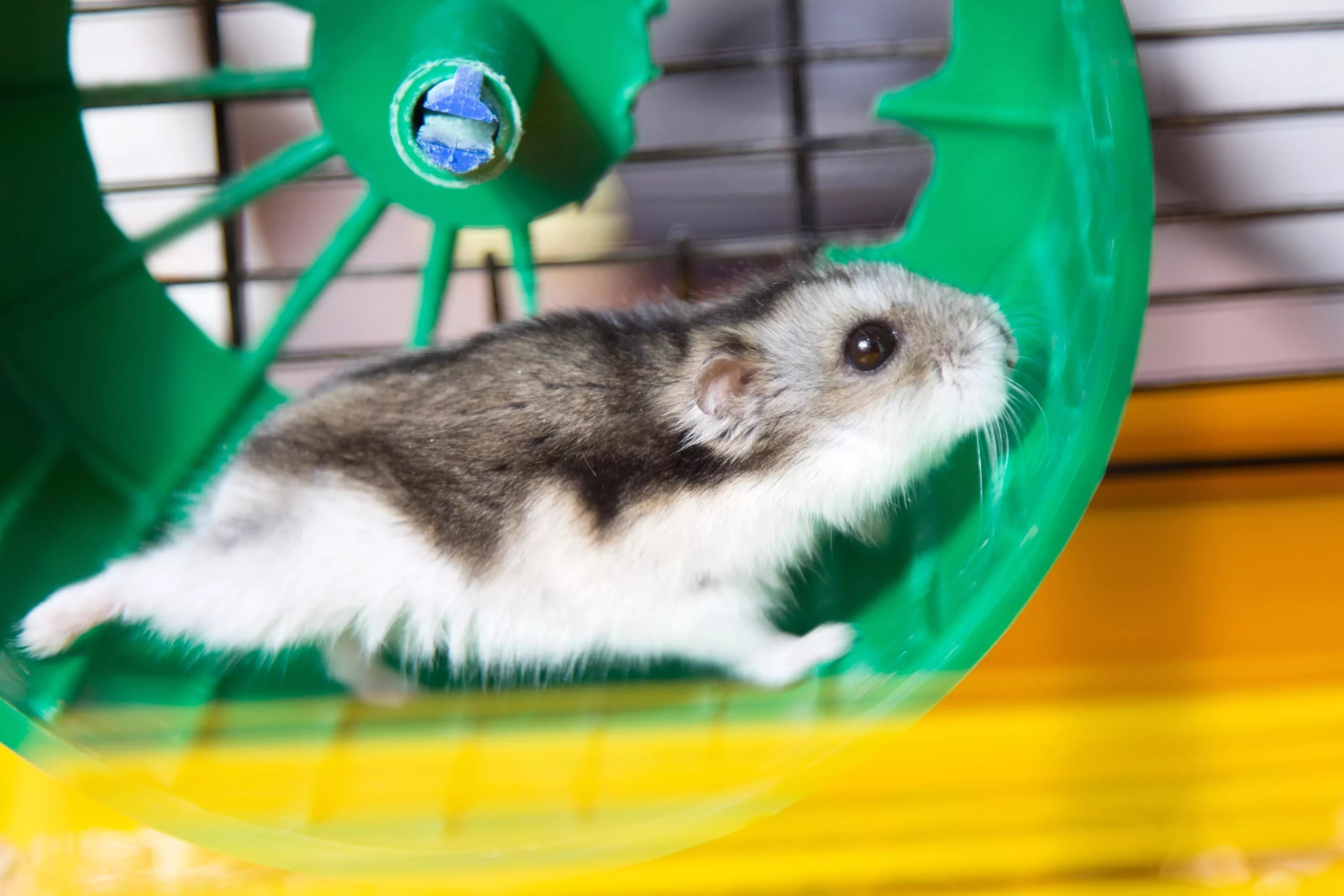 Why is My Hamsters Heart Beating so Fast (5 Typical Reasons)