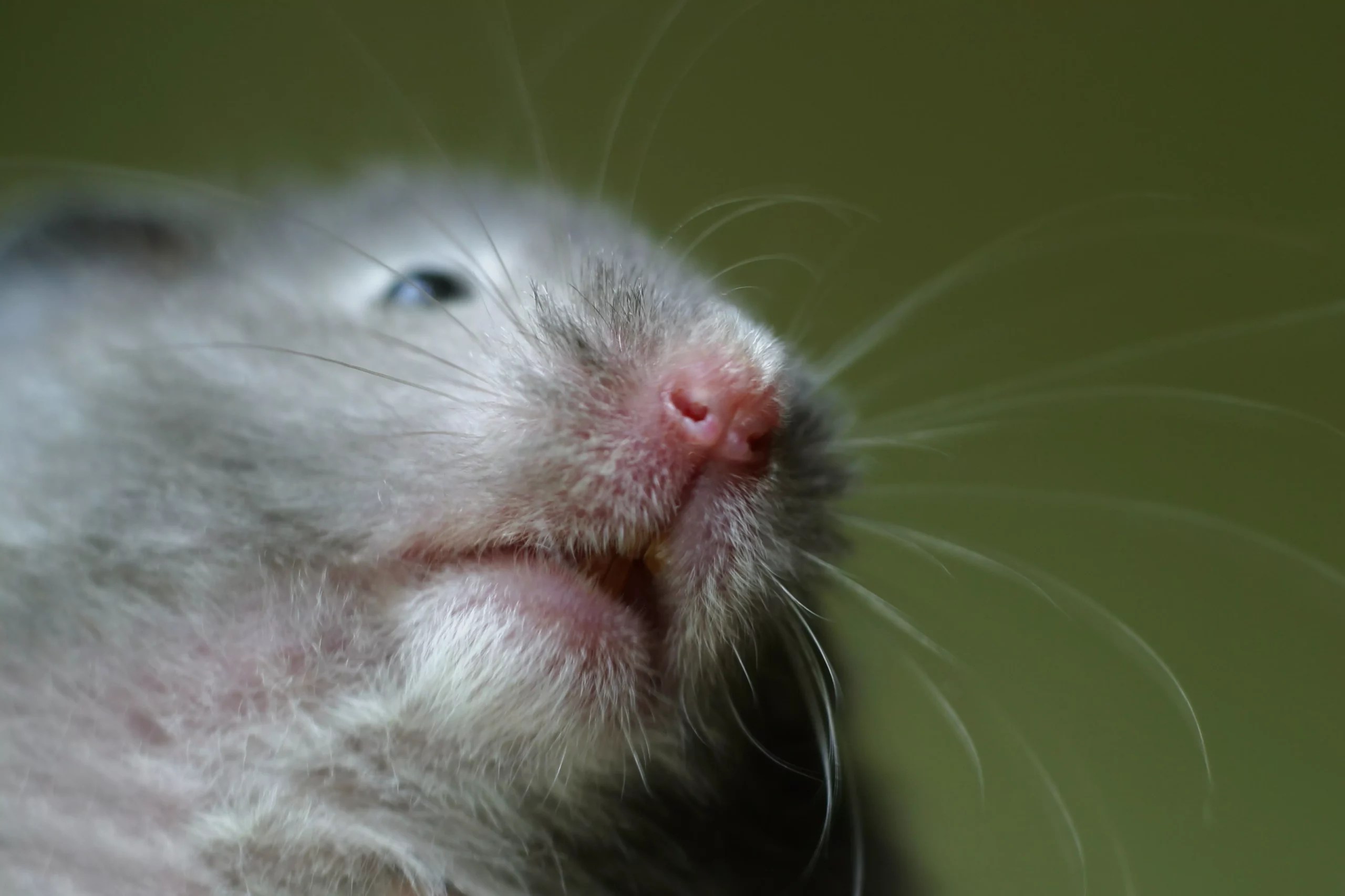 Why is My Hamsters Nose Red? (Causes, Treatment and FAQs)