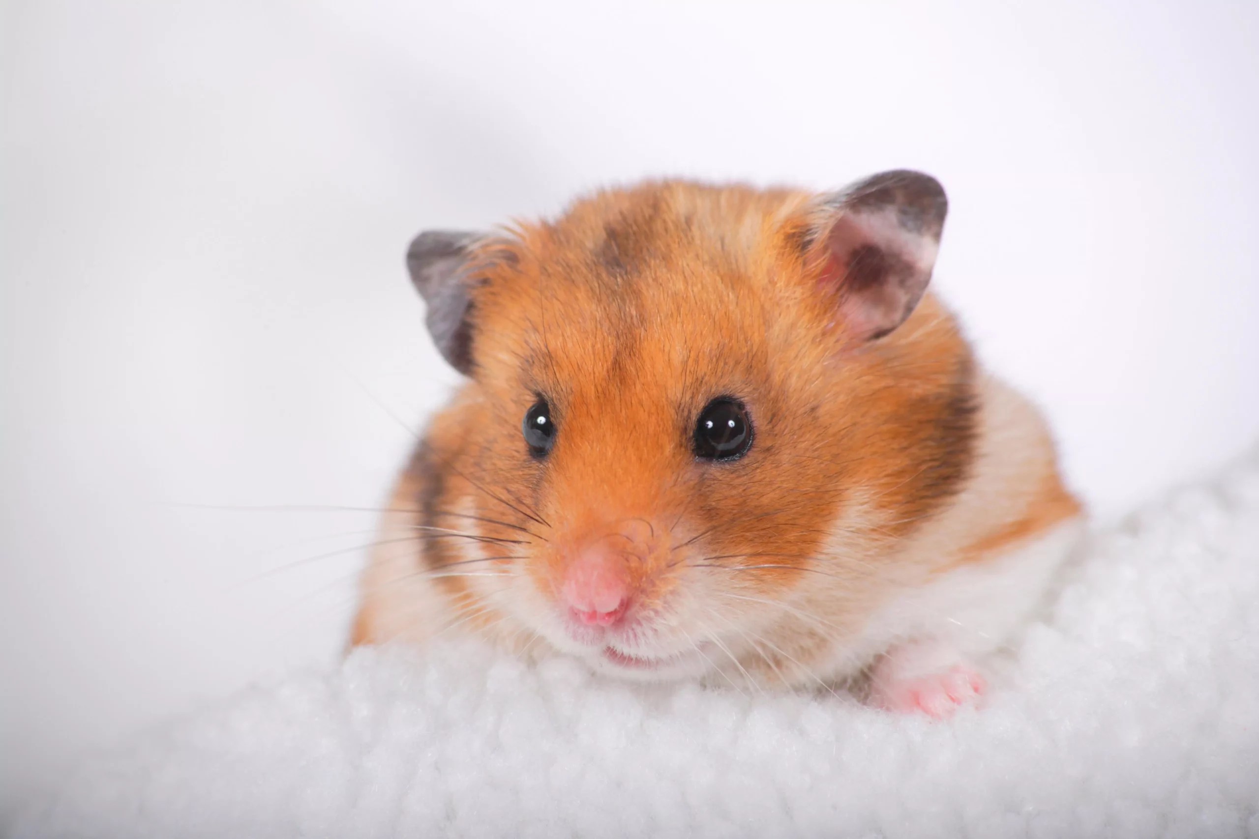Why is My Hamsters Pee White? [Everything You Need to Know]