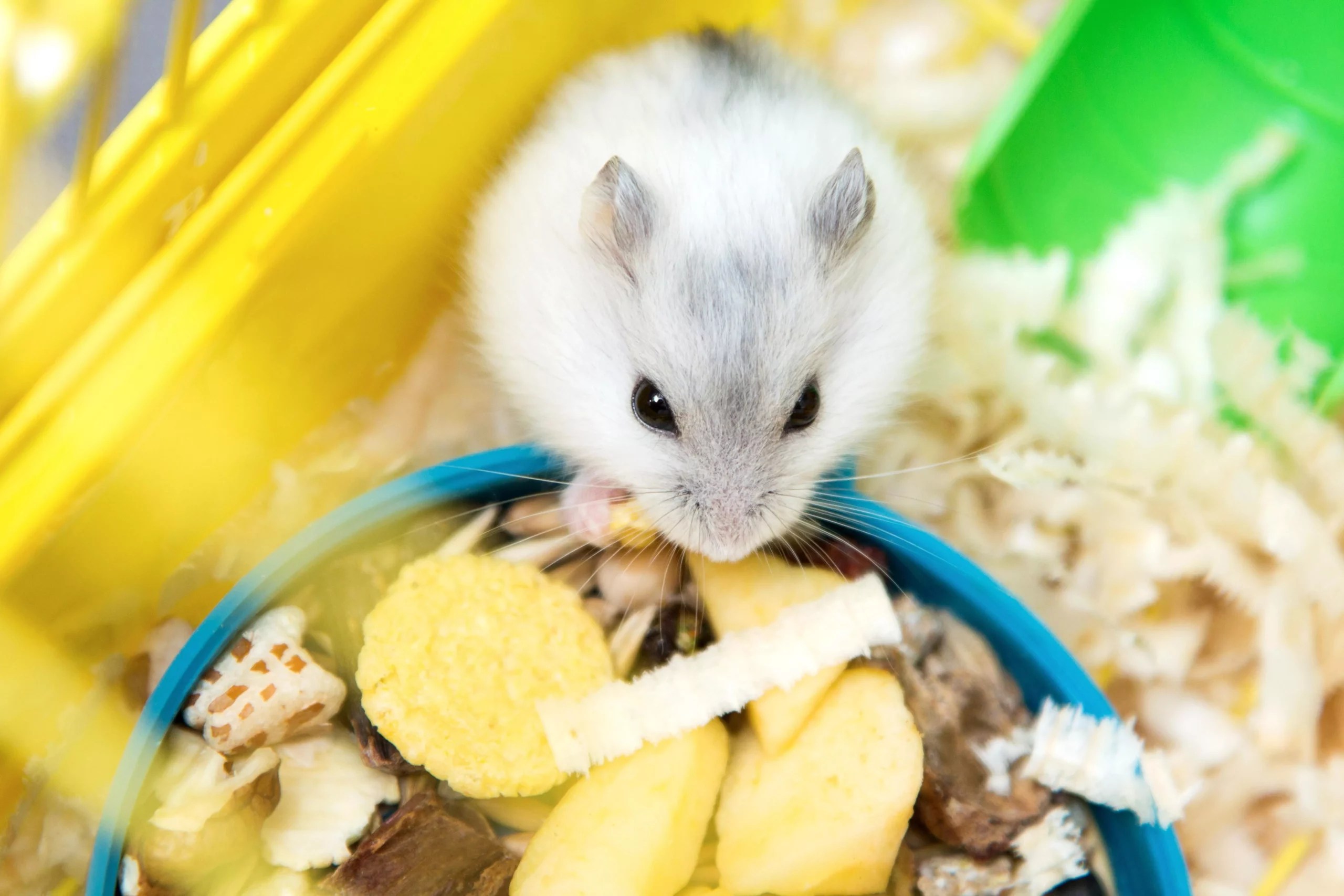 Can Hamsters Chew Through Plastic? [And How to Stop It]