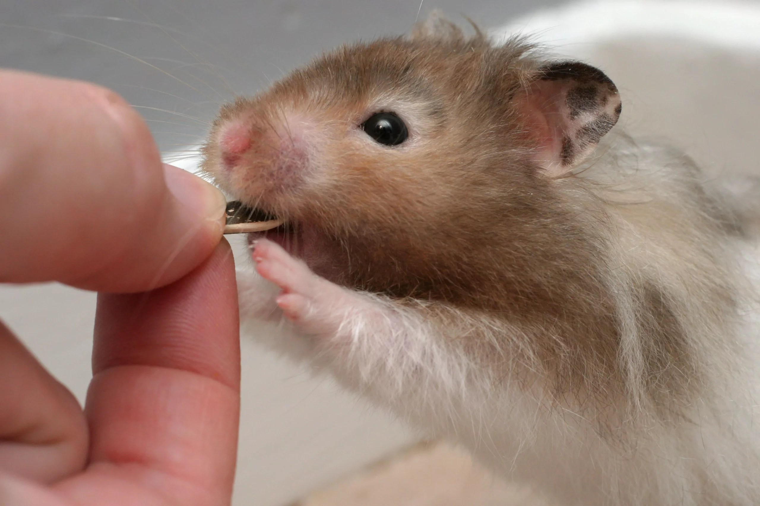 Can Hamsters Eat Dried Banana? (Bananas for Hamsters FAQs)