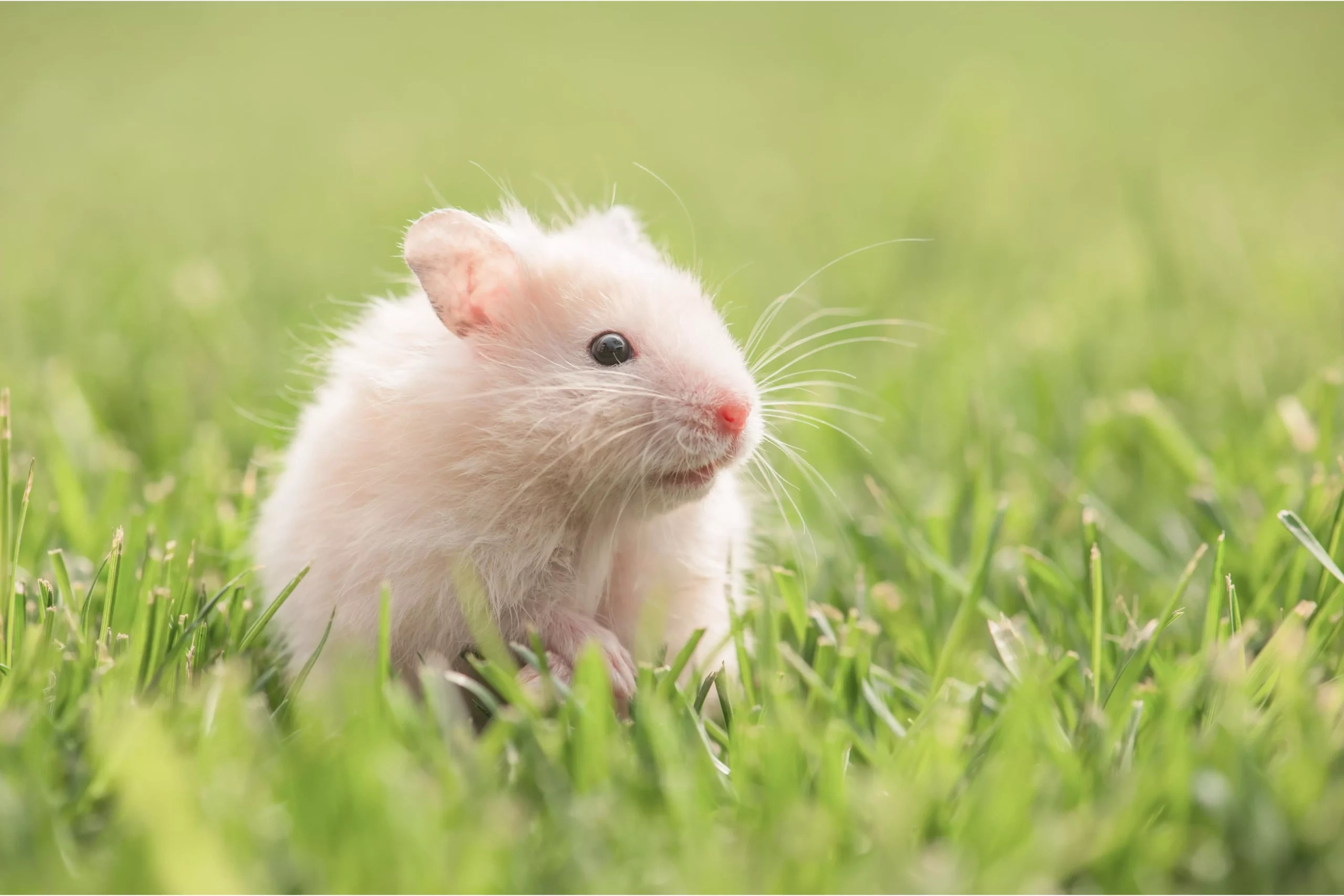 Do Hamster Like Sunlight? [Health Benefits, Real Needs & More]
