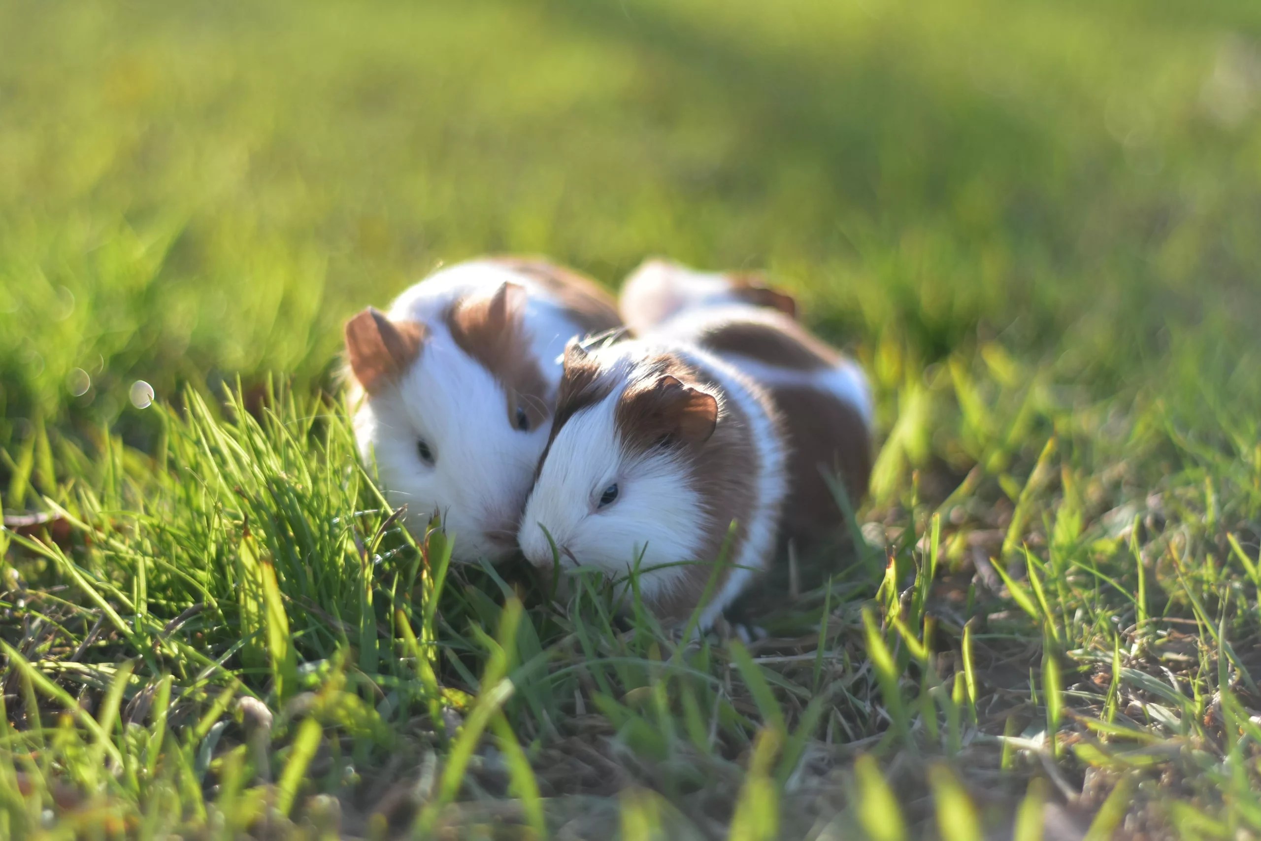 Why Do Hamsters Die So Soon and Easily? (Lifespan & FAQs)