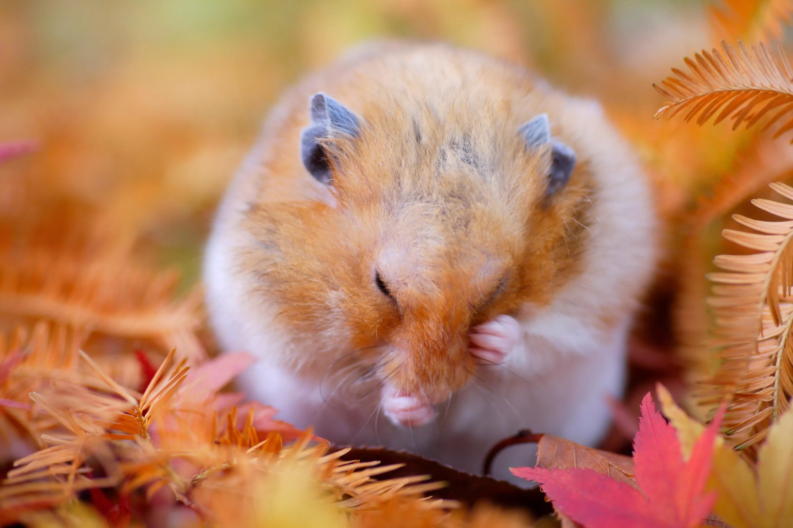 Why Do Hamsters Scratch Themselves? (Reasons & Solutions)