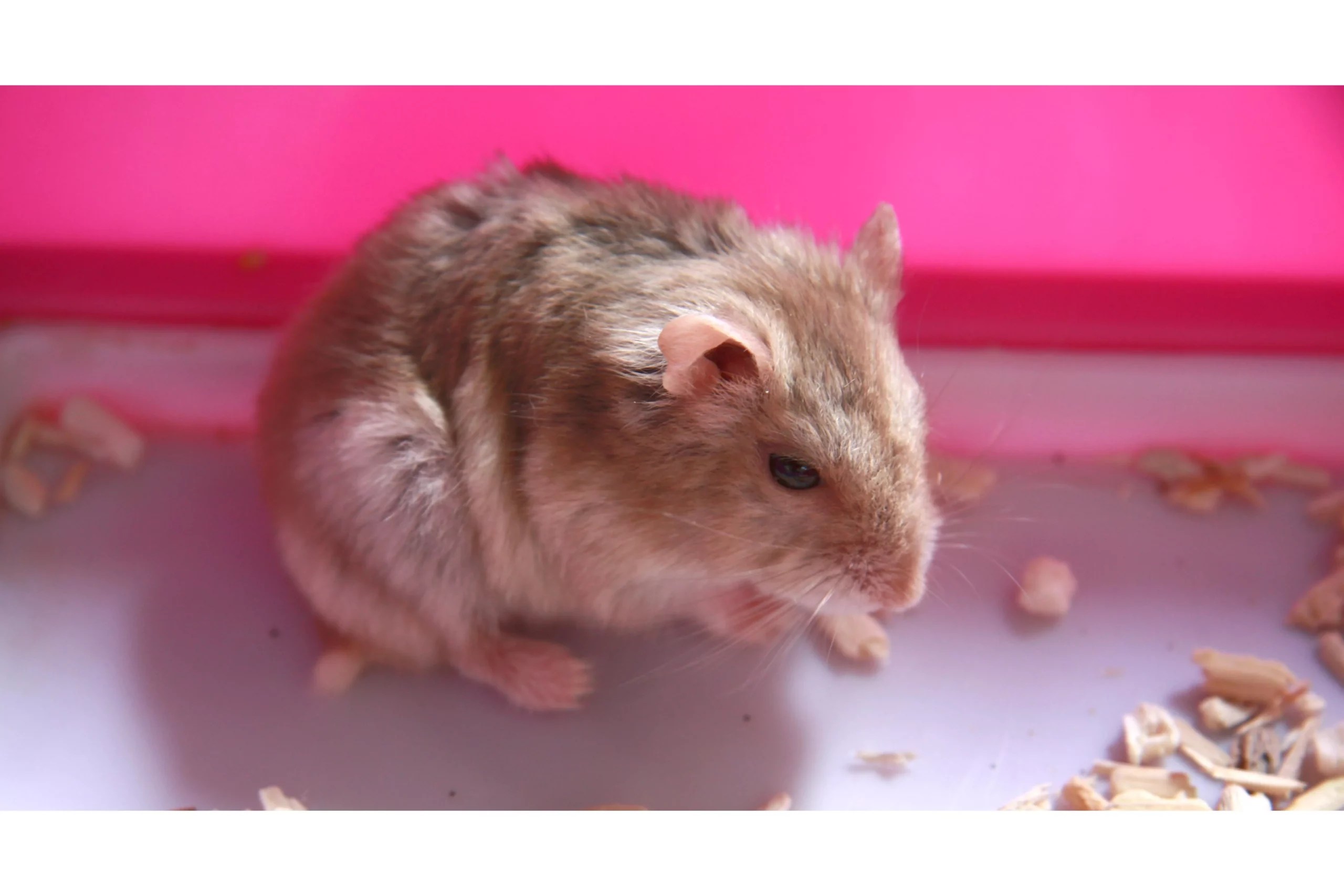 Why Does My Hamster Poop So Much? (General Health Care)