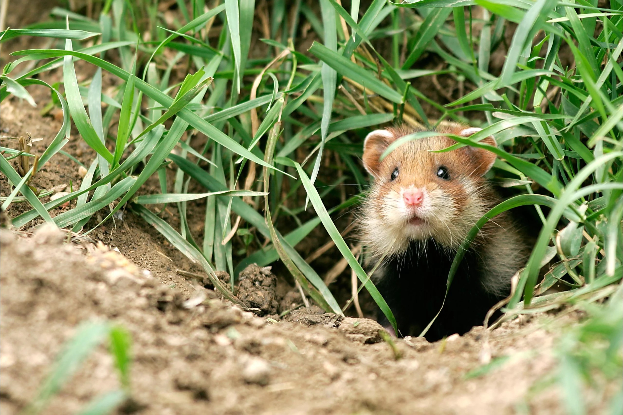 Why Is My Hamster Trying To Escape? (Behavioral Handling Tips)