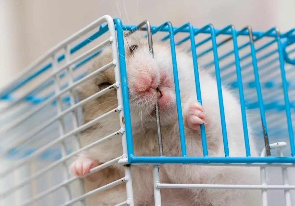 What Can I Give My Hamster To Gnaw On? 7 Best Options!