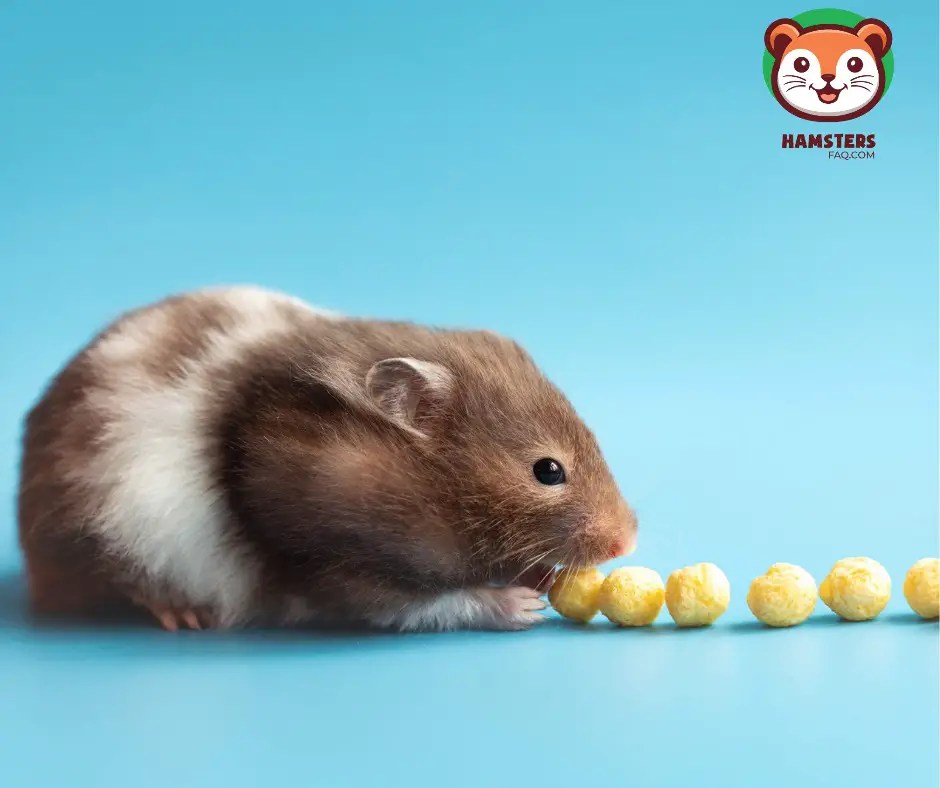 Can Hamsters Get Food Stuck in Their Cheeks? HamstersFAQ