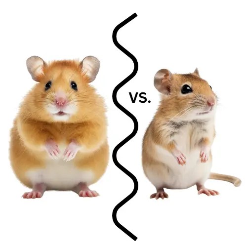 What is the Difference Between Hamsters and Gerbils? HamstersFAQ