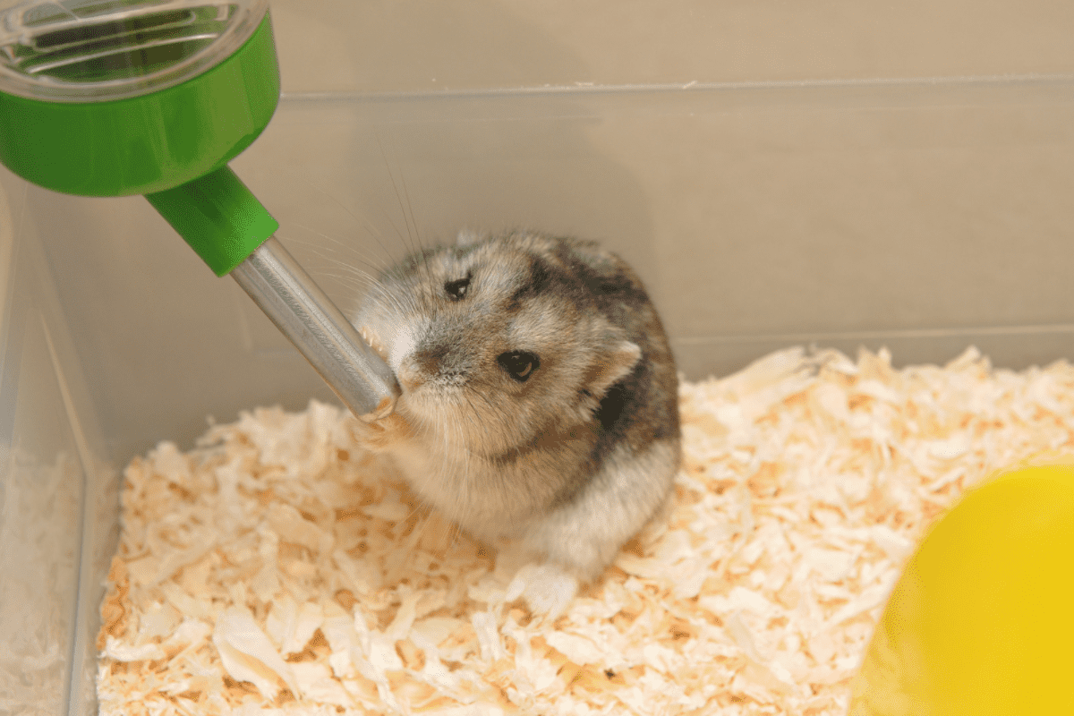 Why Is My Hamster Drinking So Much Water?