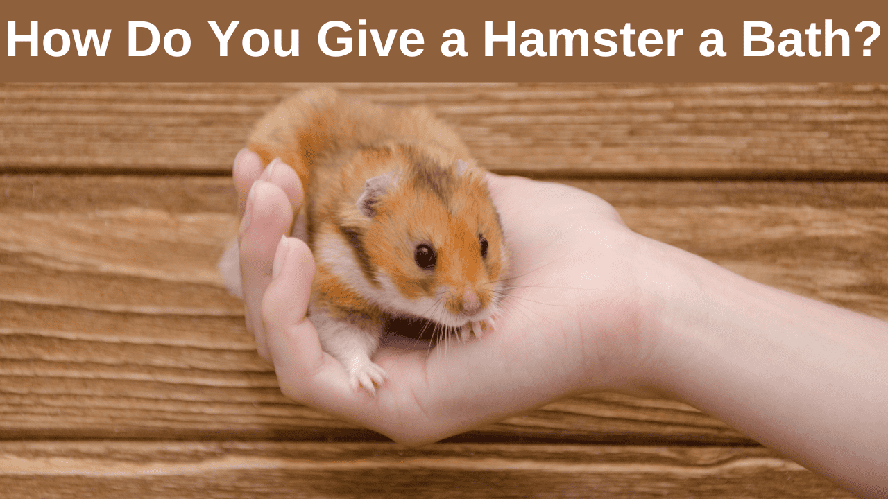 How Do You Give a Hamster a Bath?