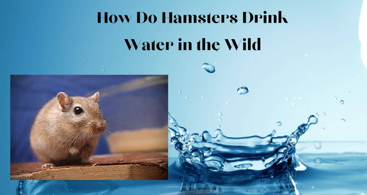 How Do Hamsters Drink Water in the Wild?