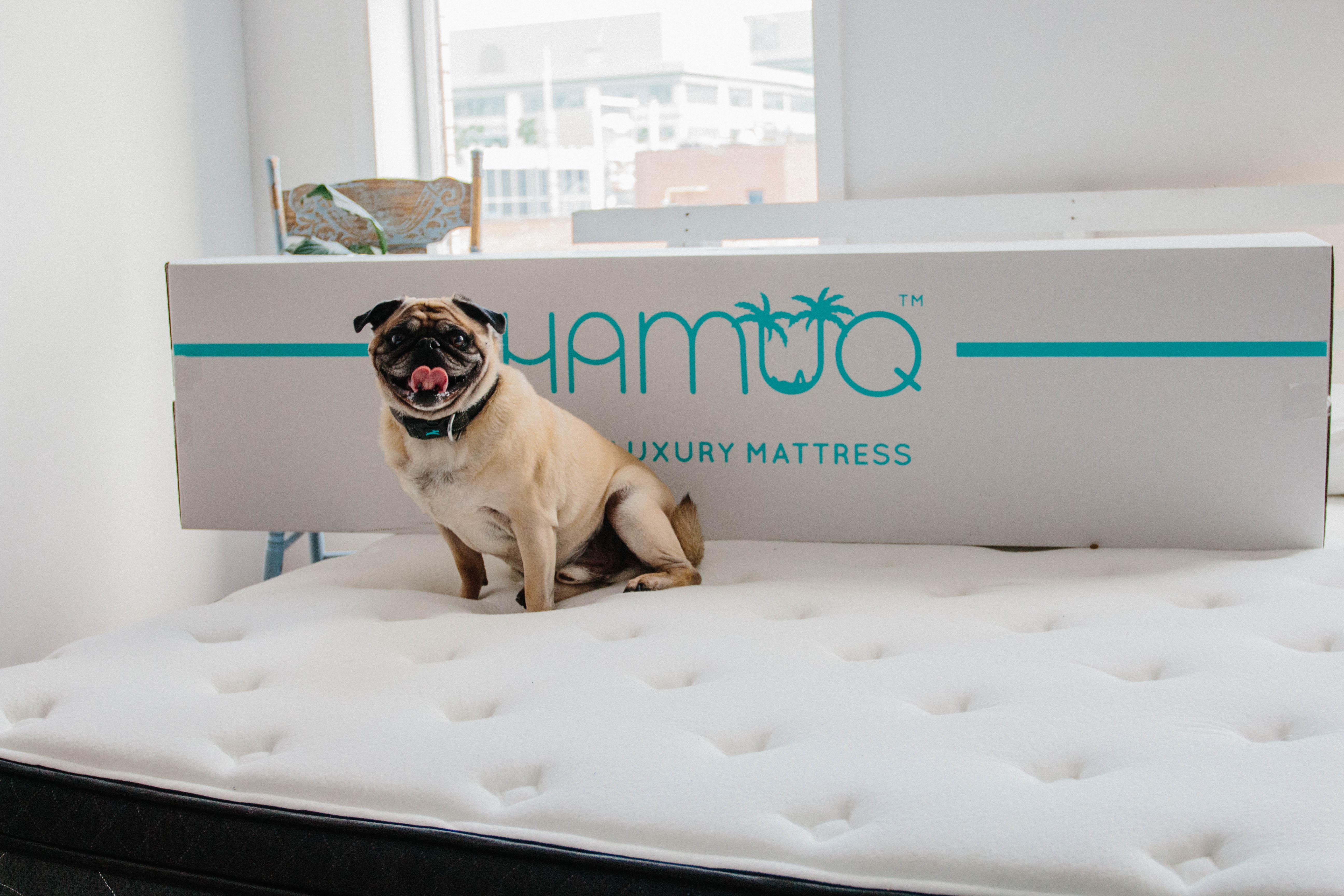 Restful Nights Begin Here The Bed Qualities You Need for Better Sleep