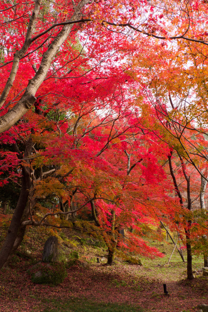 紅葉の写真